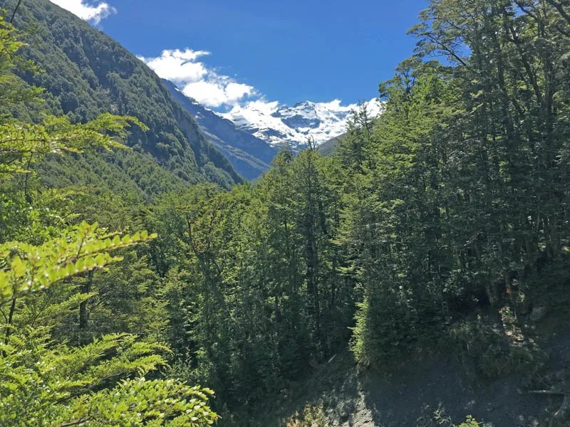 A Guide to New Zealand’s Native Timbers: Beauty, Strength, and Character