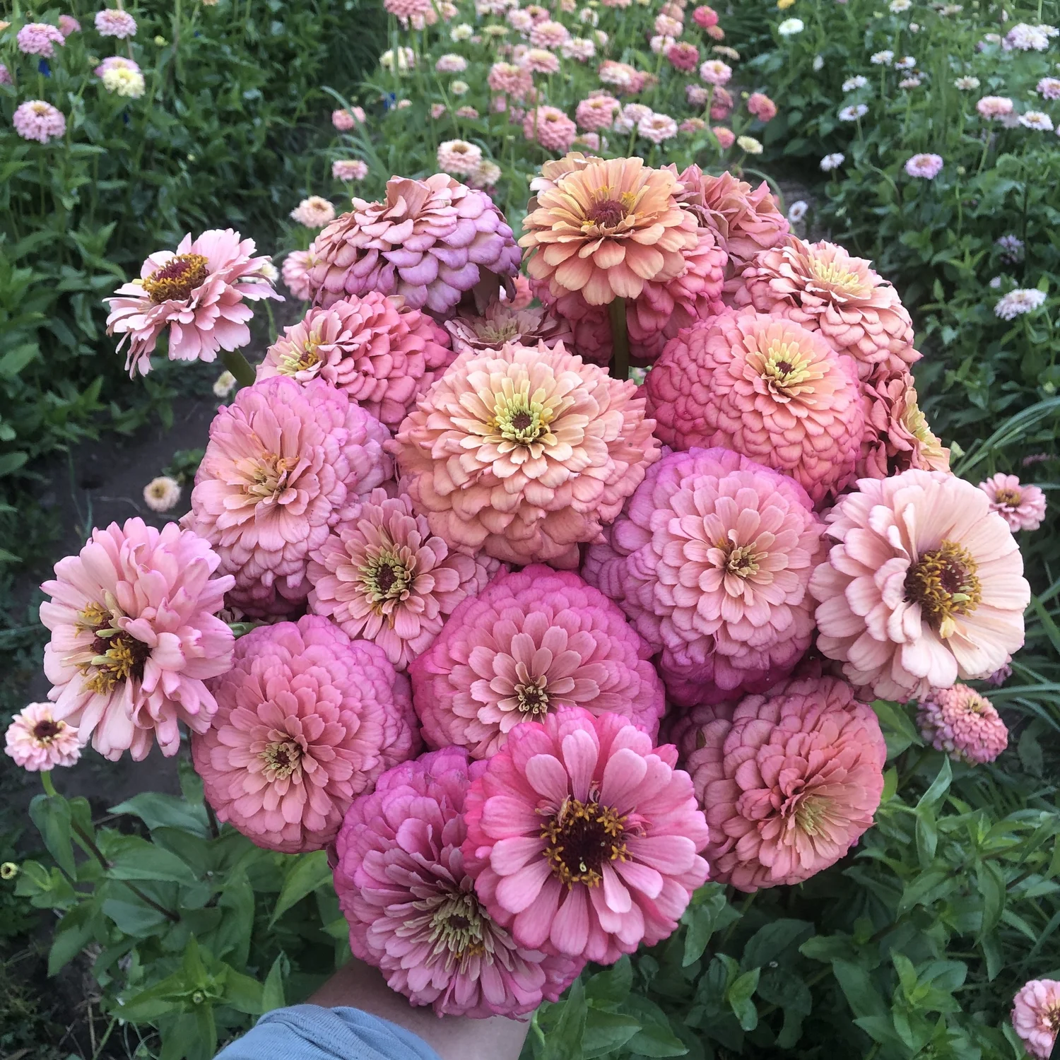flowerシンギングリン宇宙⑤ Zinnia Giant Double Flowered Lavender Gem Seeds | Colorful Cut