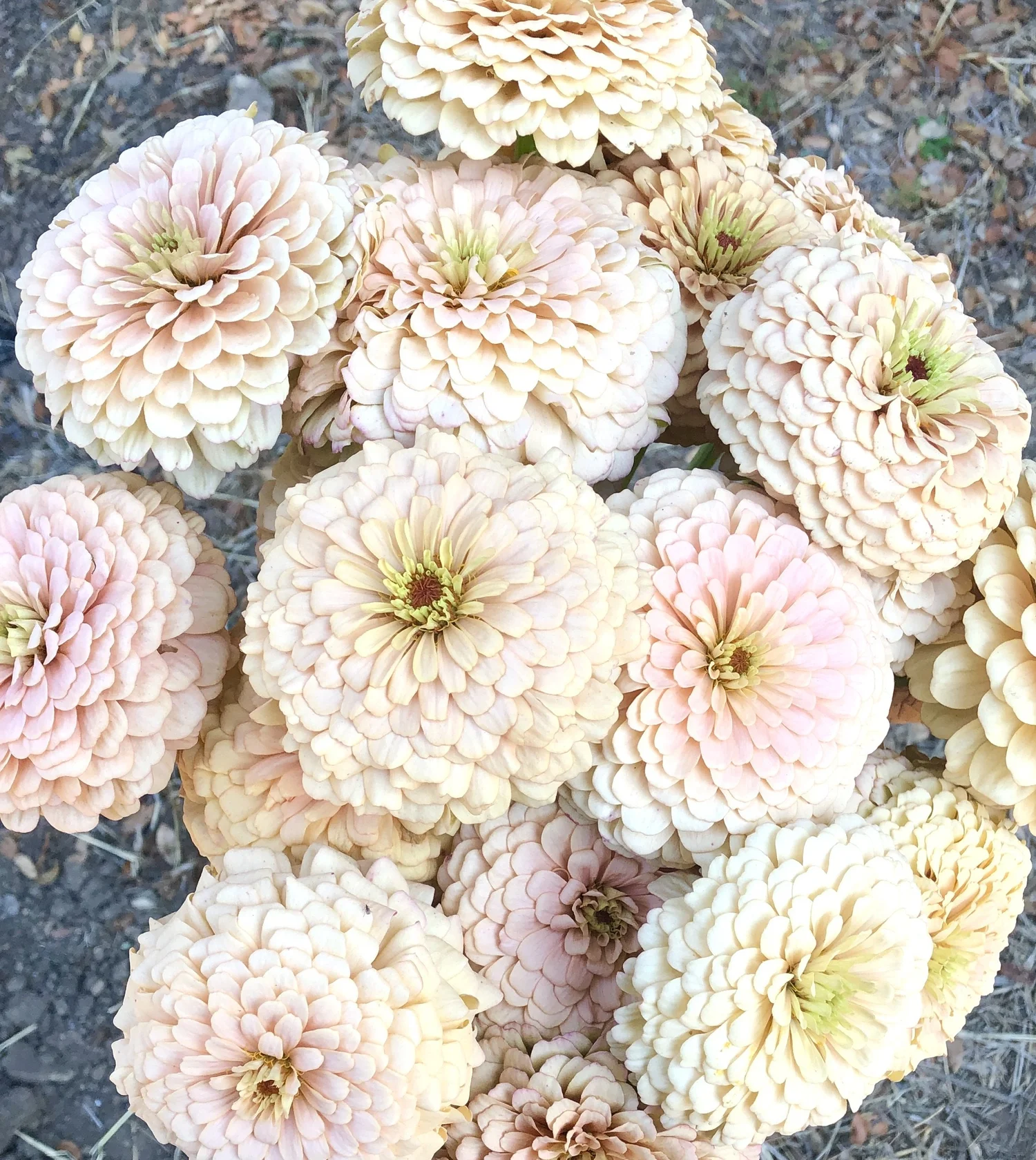 ZINNIA 'DAWN CREEK FIRST LIGHT' • 2026 Fundraiser Gift (LIMIT 1