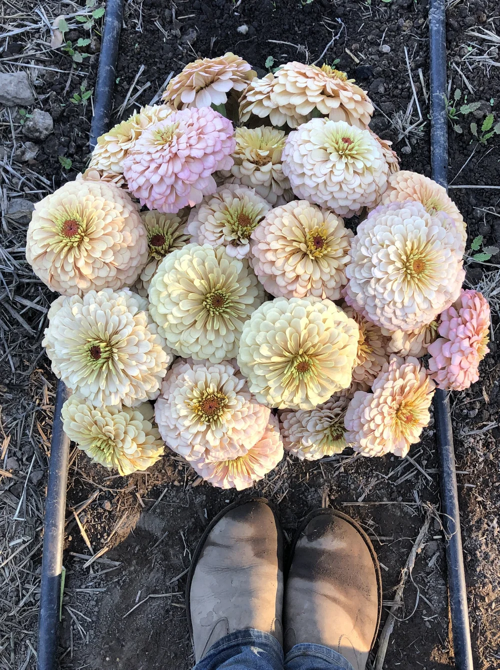 ヒランヤオーラ瞑想機 ZINNIA 'DAWN CREEK AURA' • 2026 Fundraiser Gift (LIMIT 1) — DAWN