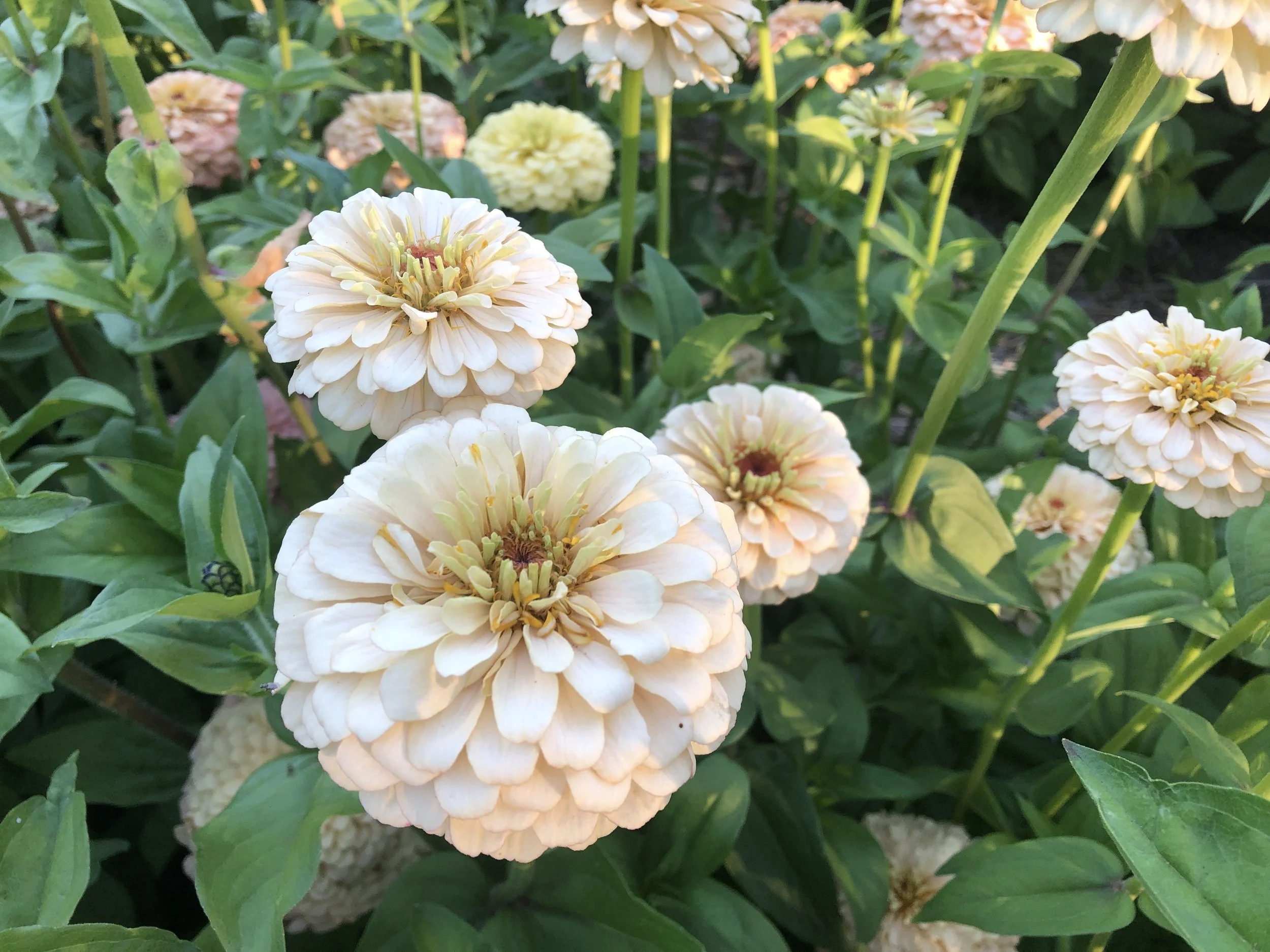 ZINNIA 'DAWN CREEK FIRST LIGHT' • 2026 Fundraiser Gift (LIMIT 1