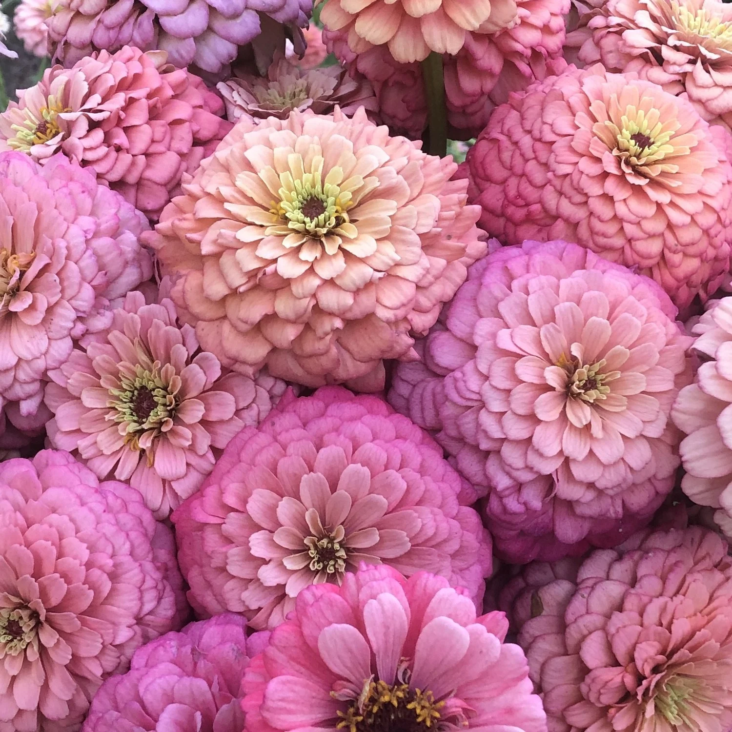 ZINNIA 'DAWN CREEK CORAL SKY' • 2025 Fundraiser Gift (LIMIT 1