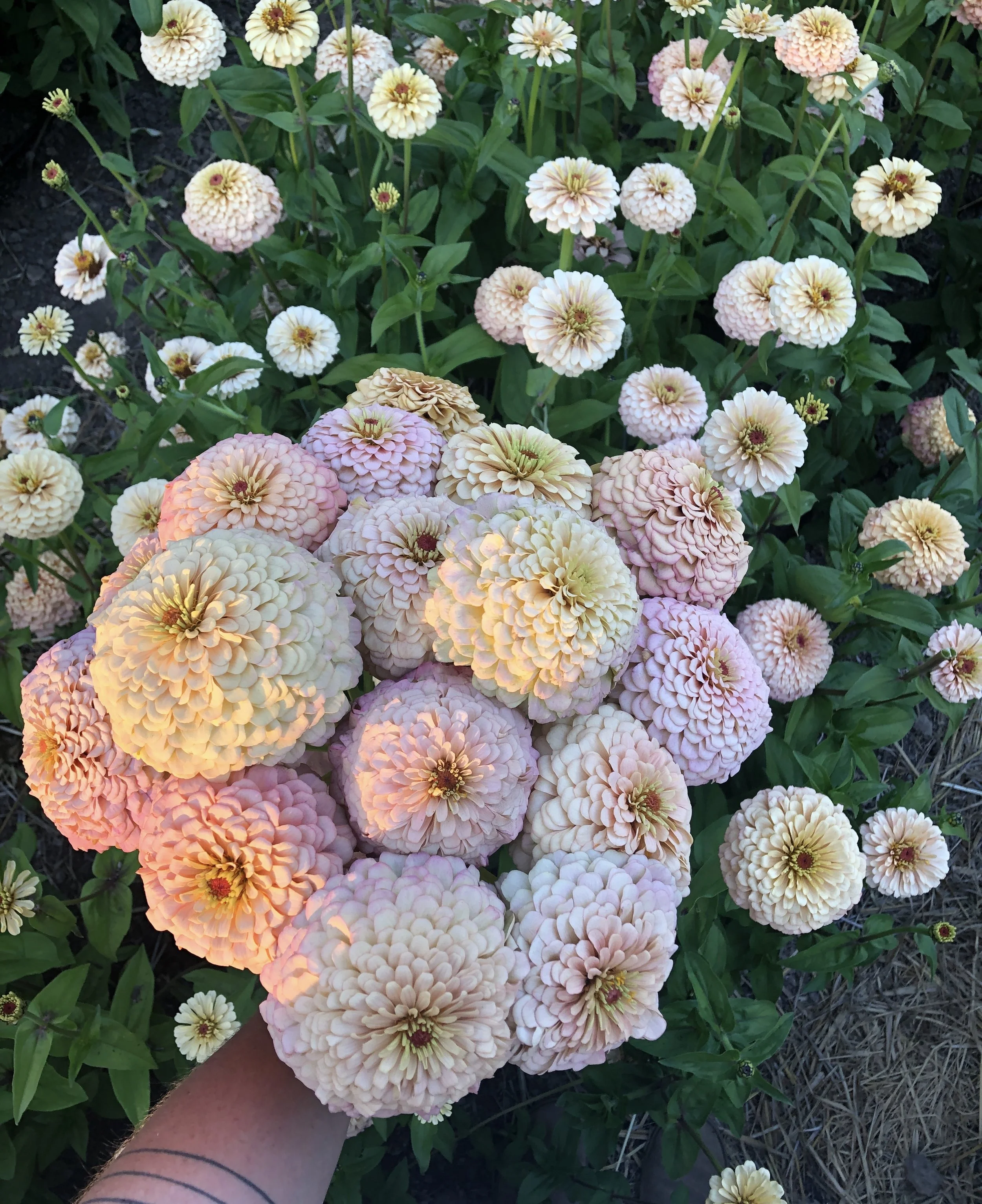 ZINNIA 'DAWN CREEK FIRST LIGHT' • 2026 Fundraiser Gift (LIMIT 1