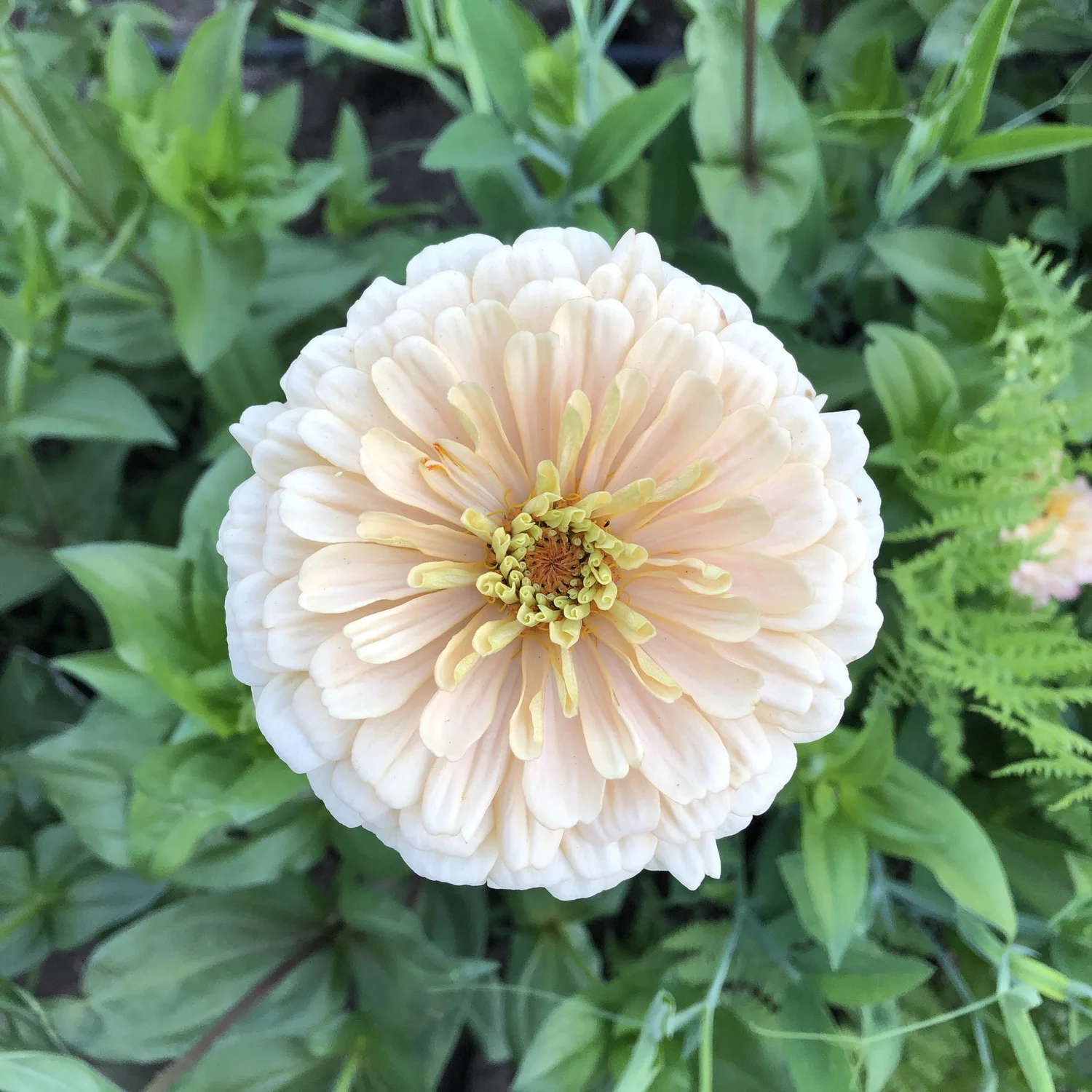 ZINNIA 'DAWN CREEK FIRST LIGHT' • 2026 Fundraiser Gift (LIMIT 1