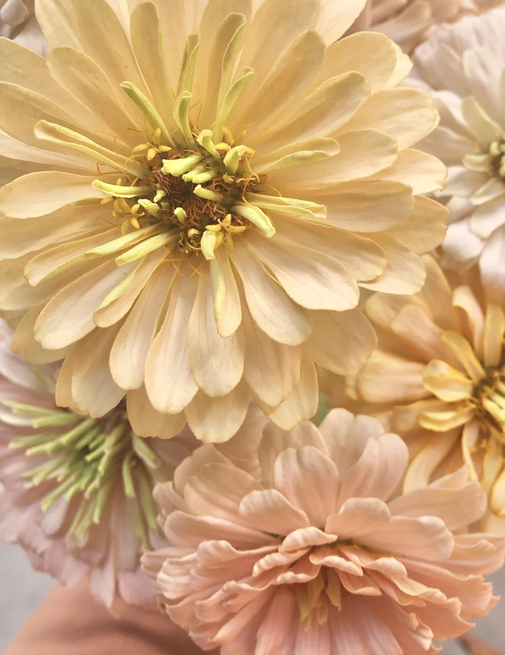 ZINNIA 'DAWN CREEK BREEDING MIX' • 2026 Fundraiser Gift — DAWN
