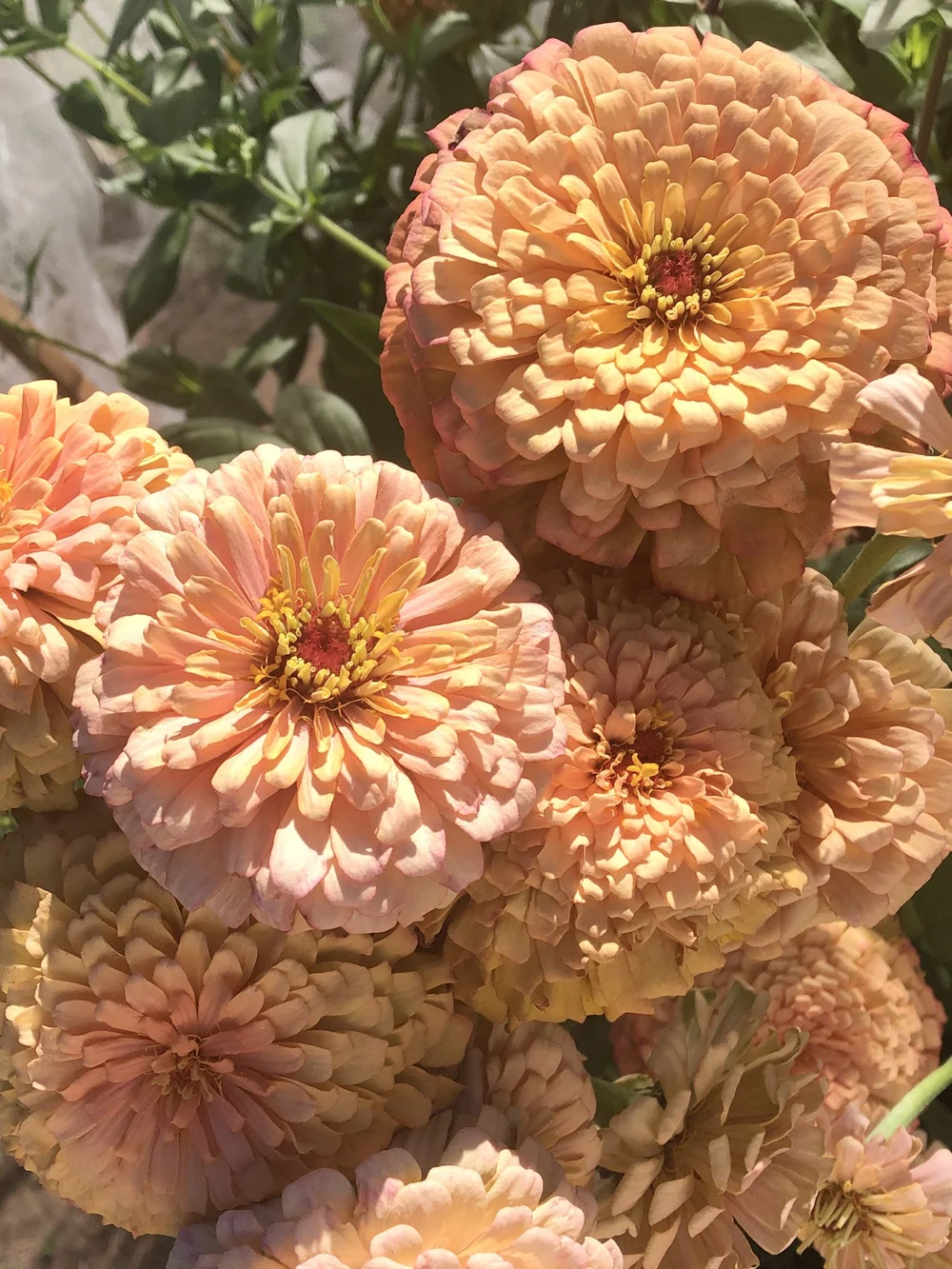 ZINNIA 'DAWN CREEK TOFFEE' • 2026 Fundraiser Gift (LIMIT 1) — DAWN