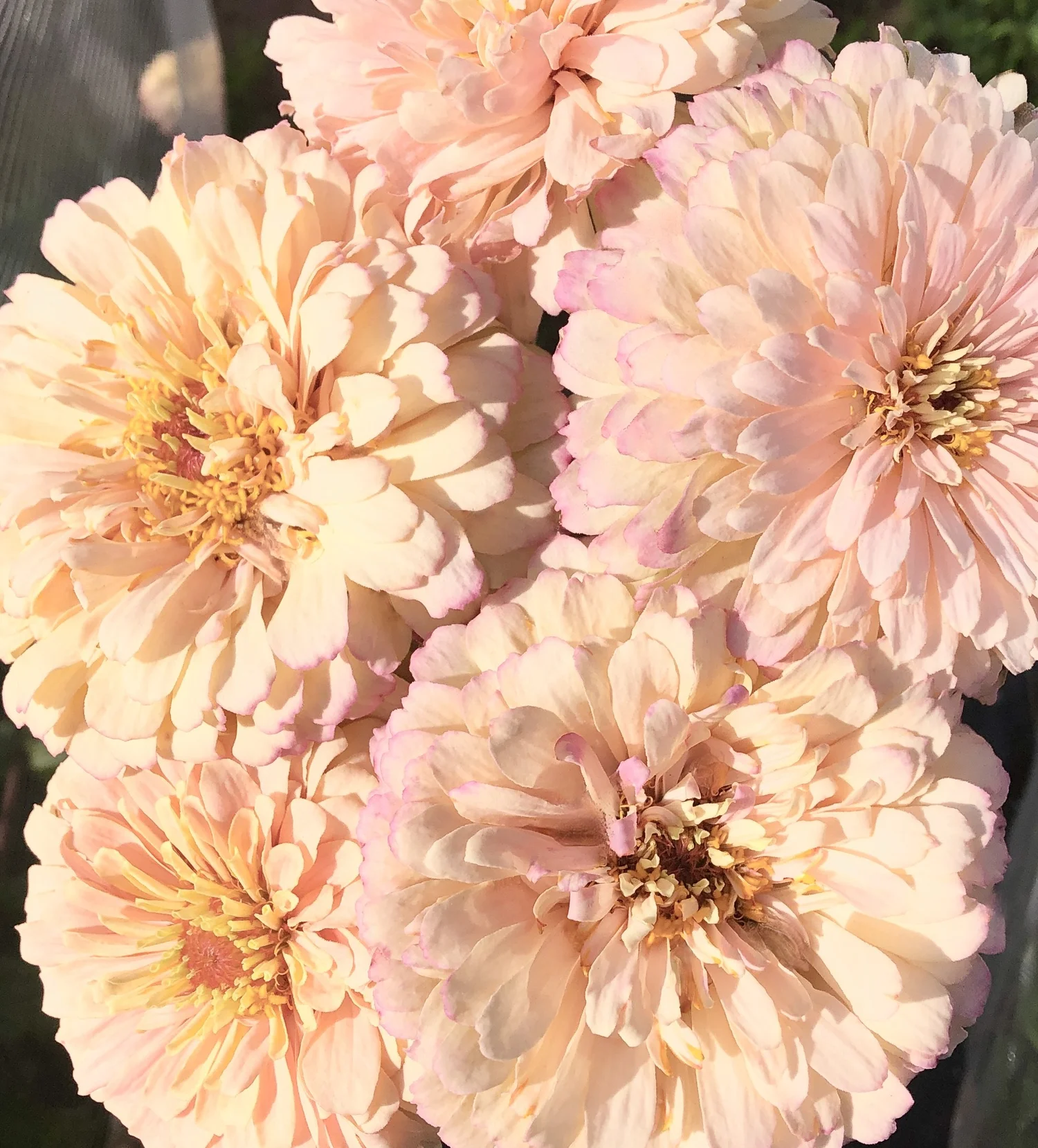 ZINNIA 'DAWN CREEK CHIFFON' • 2025 Fundraiser Gift (LIMIT 1