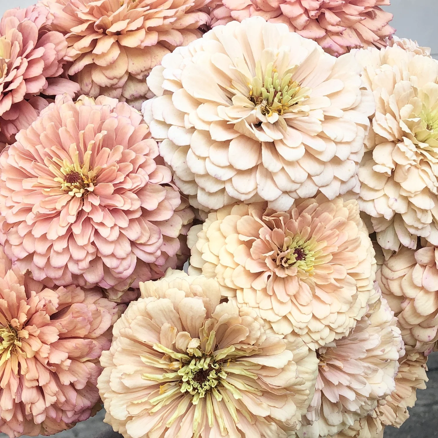 ZINNIA 'DAWN CREEK CHIFFON' • 2026 Fundraiser Gift (LIMIT 1