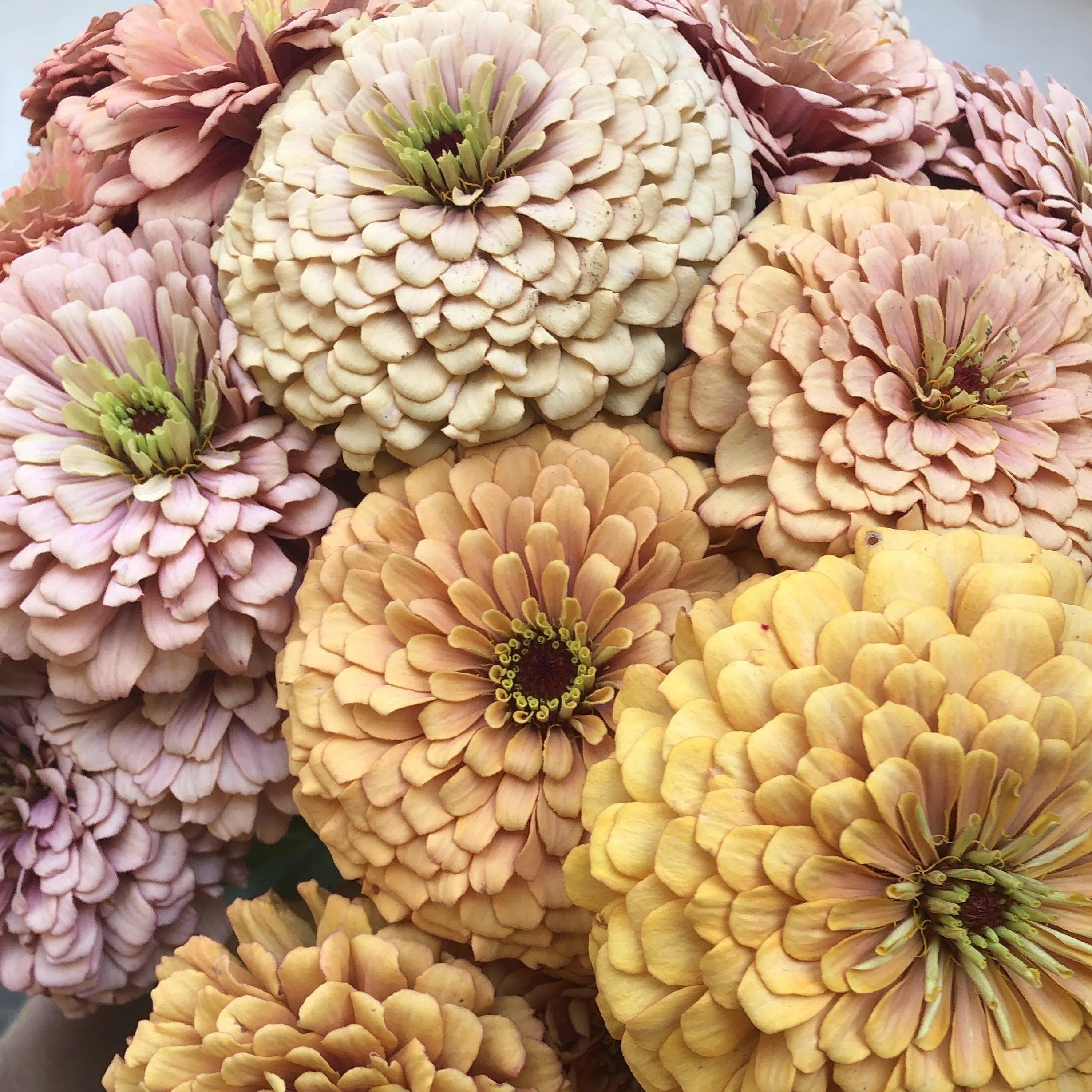 ZINNIA 'DAWN CREEK BREEDING MIX' • 2025 Fundraiser Gift — DAWN