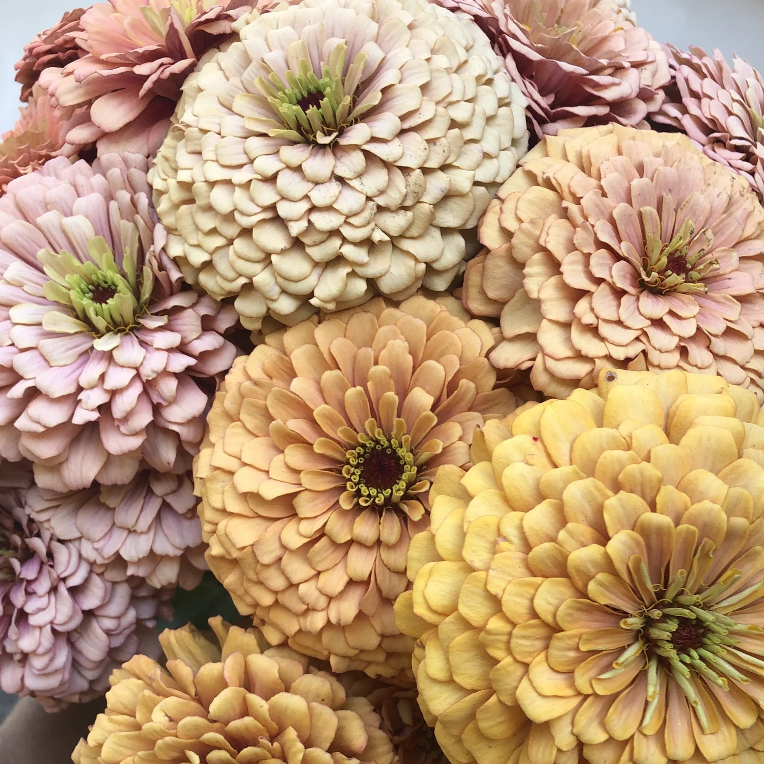 リゾートフラワー 特価◎【ソープフラワー】GREENHOUSE/トートバッグ付きソープフラワー