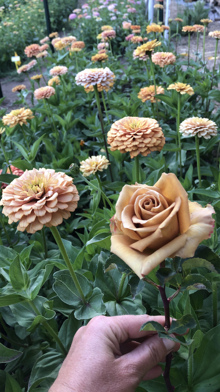 ZINNIA 'DAWN CREEK TOFFEE' • 2026 Fundraiser Gift (LIMIT 1) — DAWN