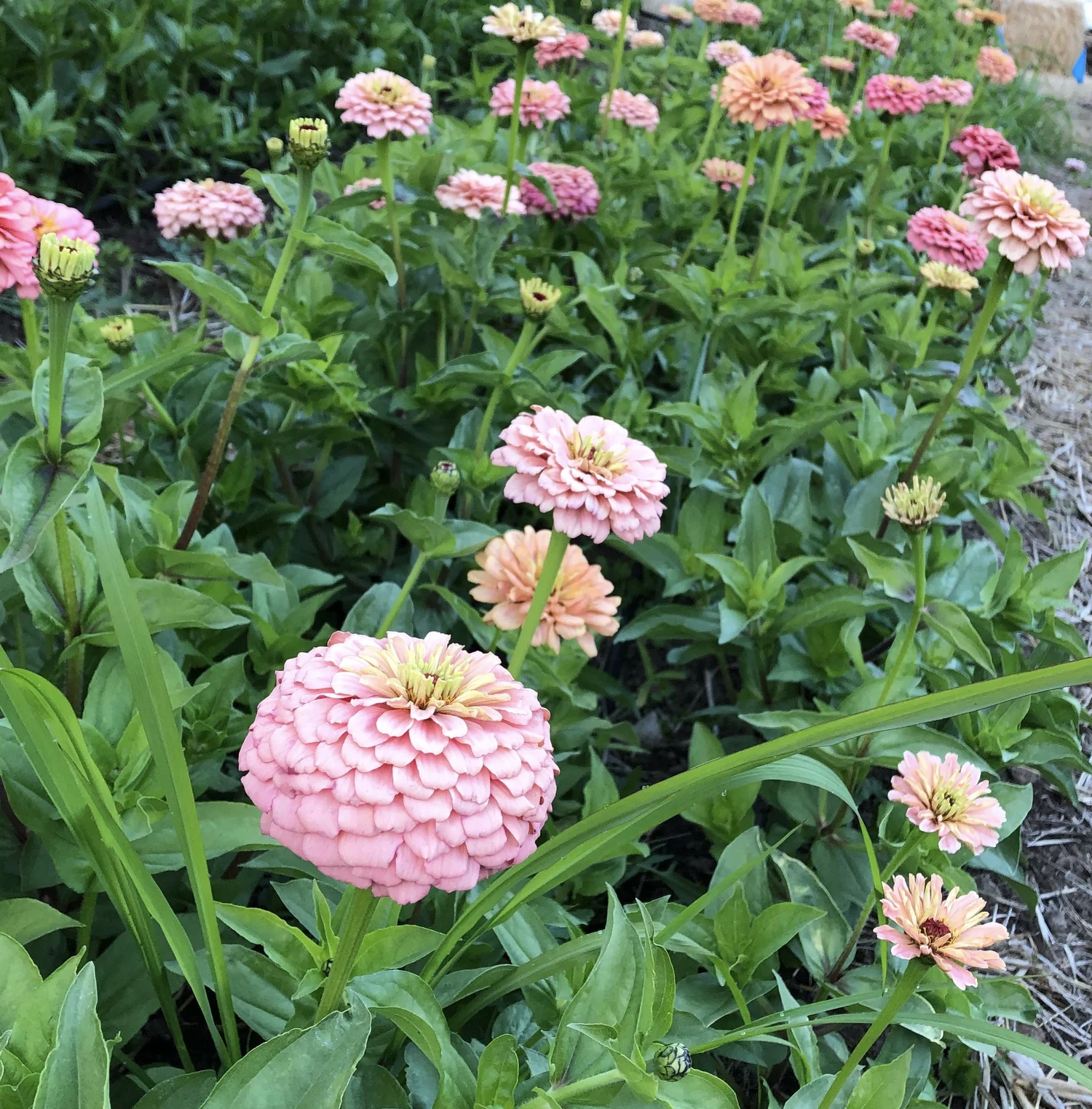 ZINNIA 'DAWN CREEK CORAL SKY' • 2025 Fundraiser Gift (LIMIT 1