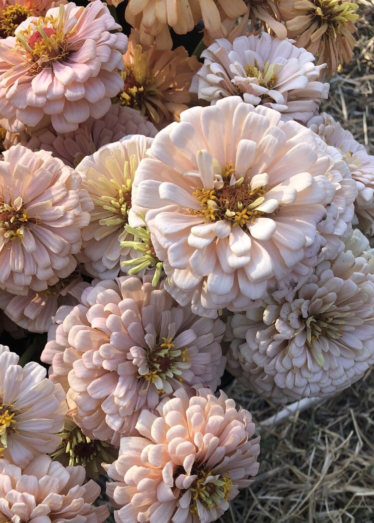 ZINNIA 'DAWN CREEK BREEDING MIX' • 2025 Fundraiser Gift — DAWN