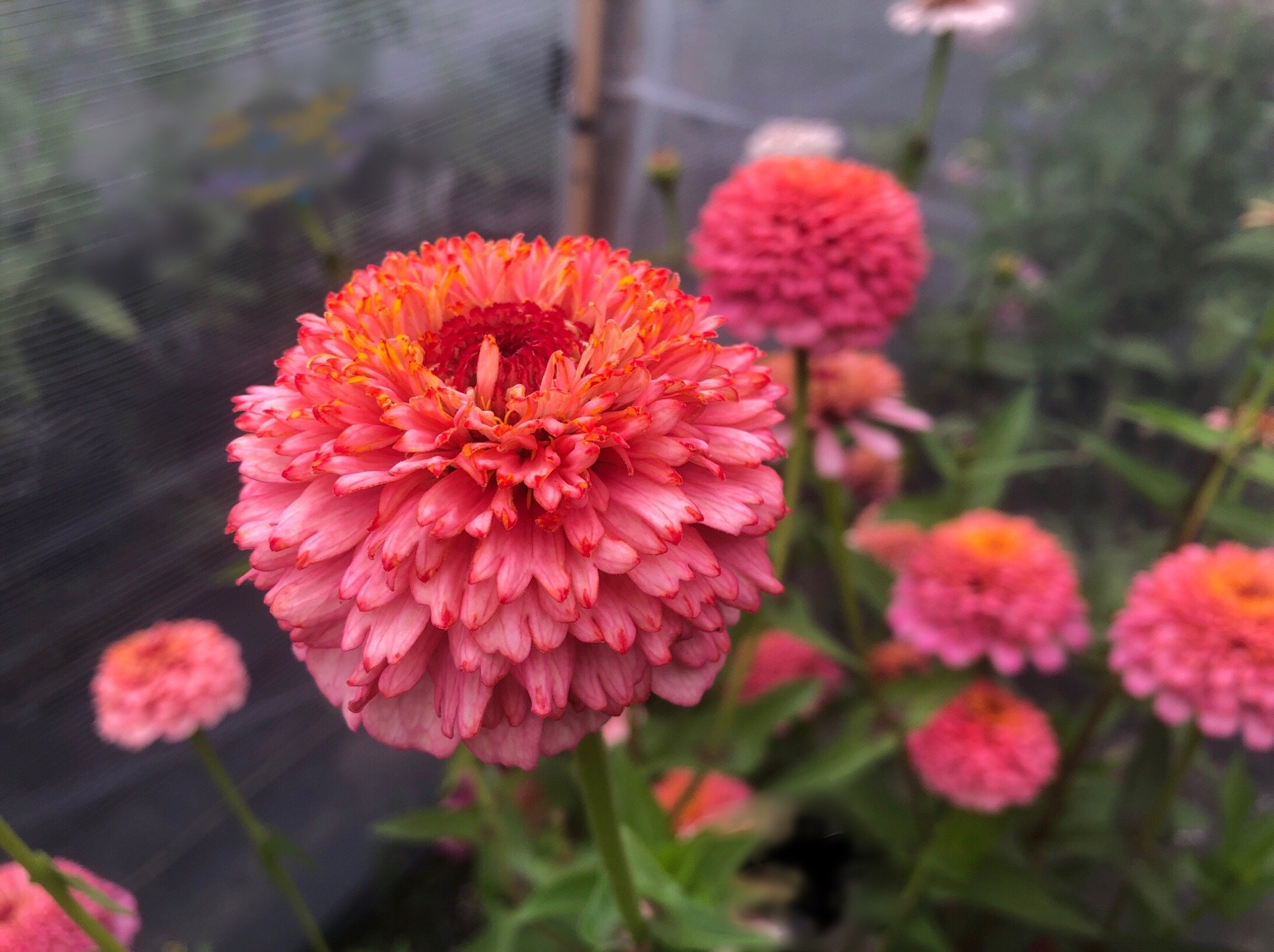 ZINNIA 'DAWN CREEK TUFTED MAMAS MYSTERY MIX' • 2026 Fundraiser