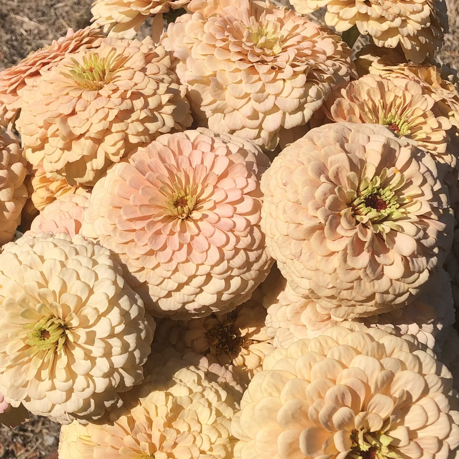 flowerシンギングリン宇宙⑤ flowerシンギングリン宇宙⑤ flowerシンギングリン宇宙⑤ シンギング