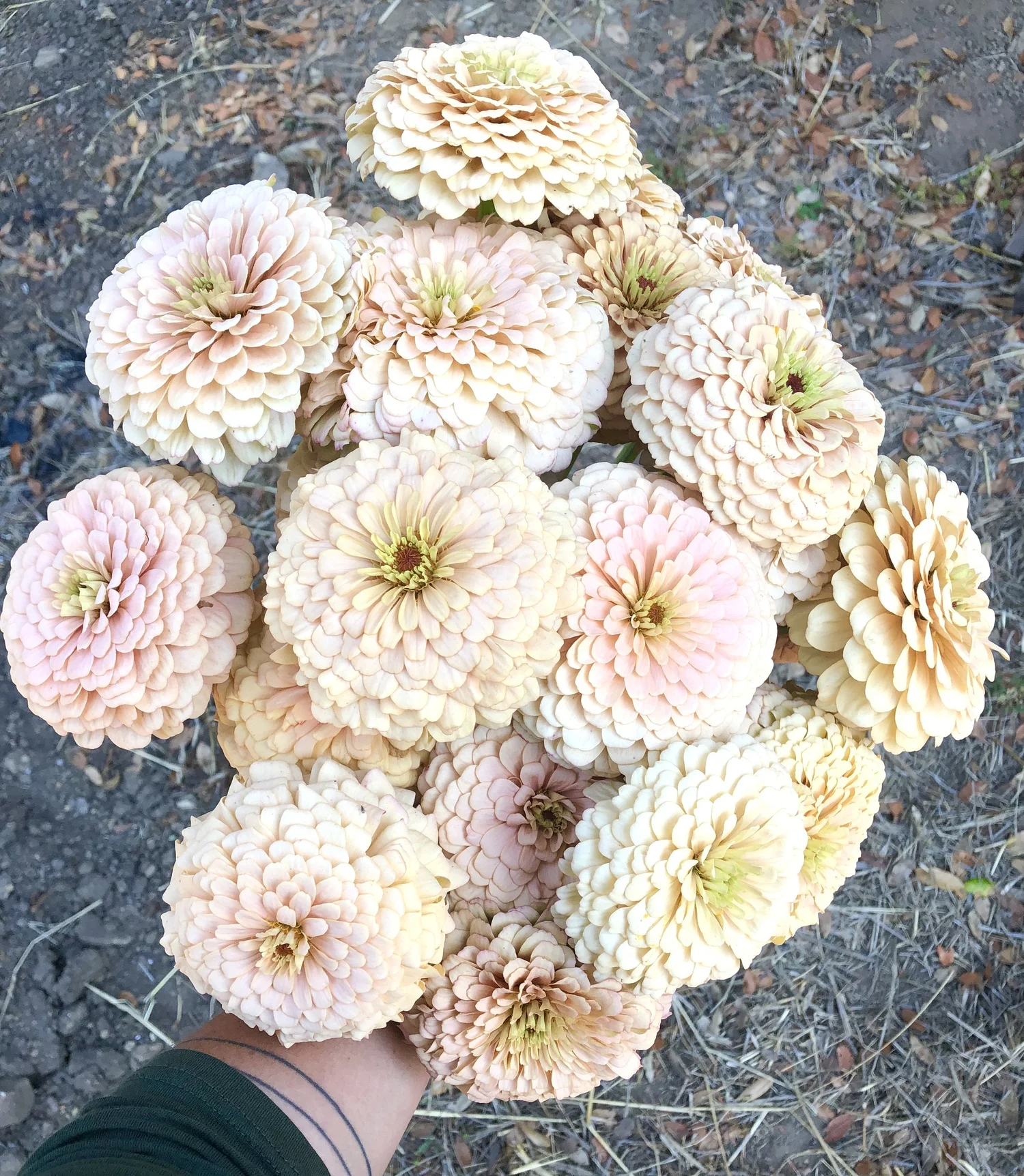 ZINNIA 'DAWN CREEK FIRST LIGHT' • 2026 Fundraiser Gift (LIMIT 1