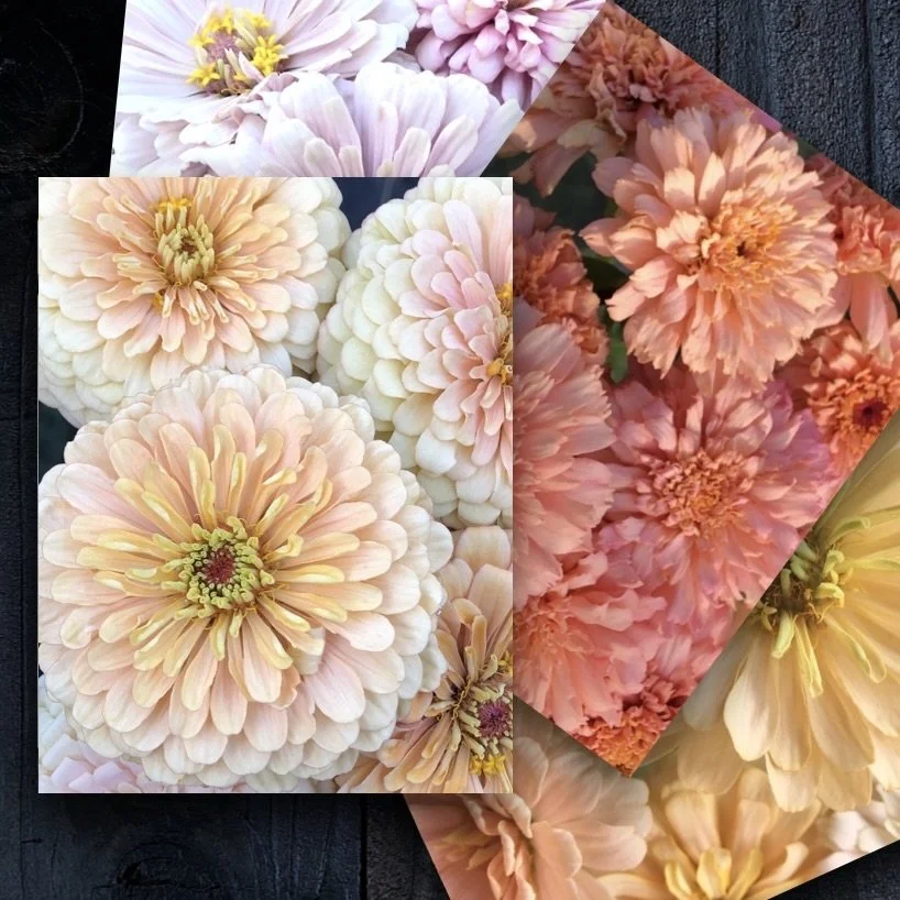 Greeting Card Set 02: Zinnias