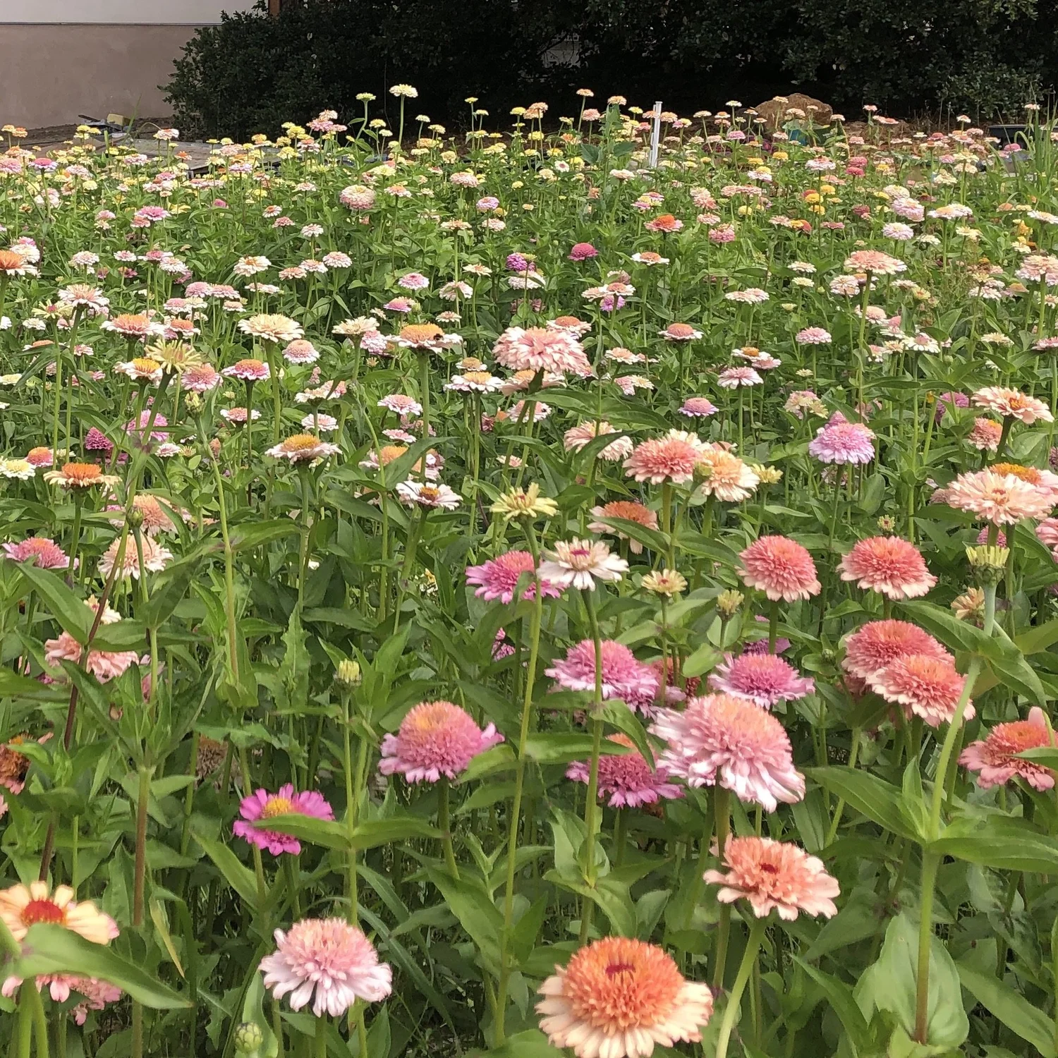 ZINNIA 'DAWN CREEK TUFTED MAMAS MYSTERY MIX' • 2026 Fundraiser