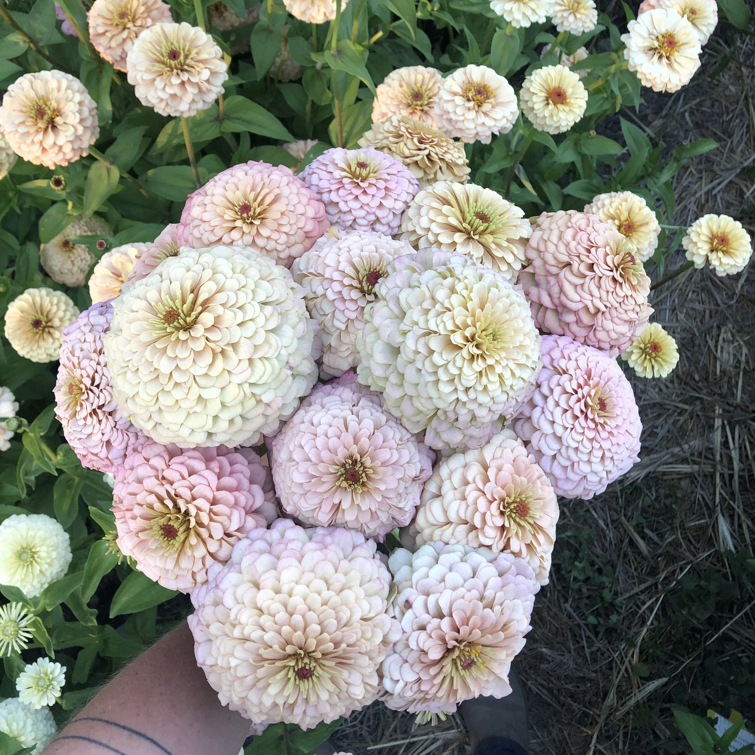ZINNIA 'DAWN CREEK CHIFFON' • 2026 Fundraiser Gift (LIMIT 1