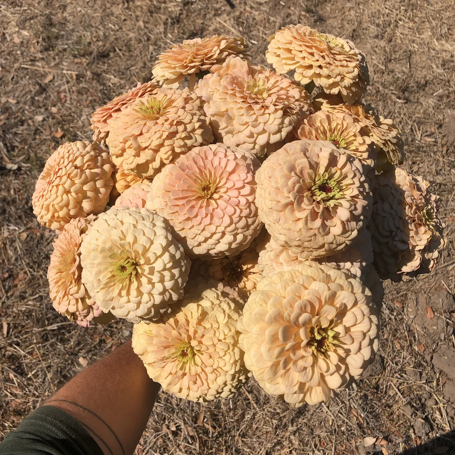 ZINNIA 'DAWN CREEK FIRST LIGHT' • 2025 Fundraiser Gift (LIMIT 1