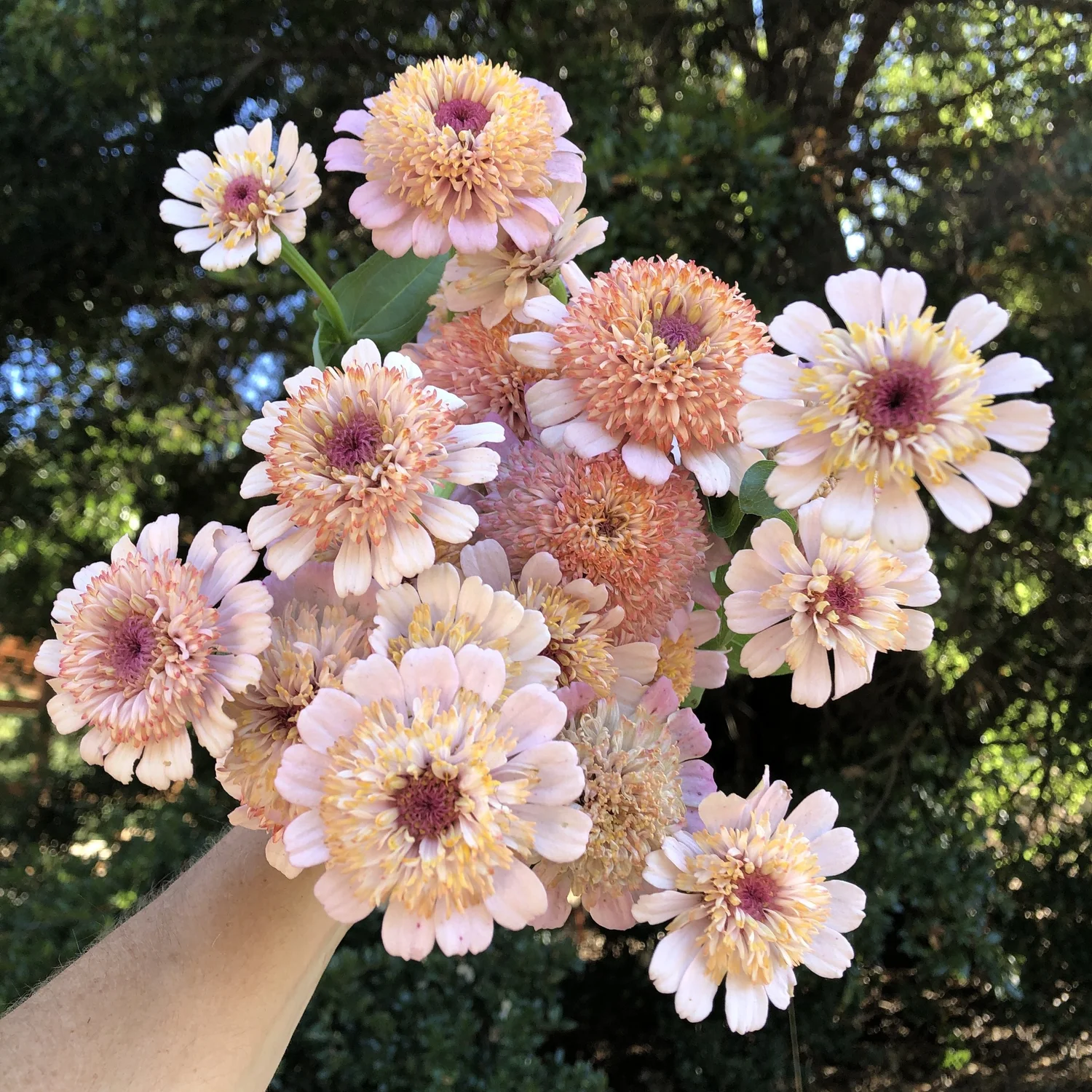 ZINNIA 'DAWN CREEK TUFTED MAMAS MYSTERY MIX' • 2026 Fundraiser