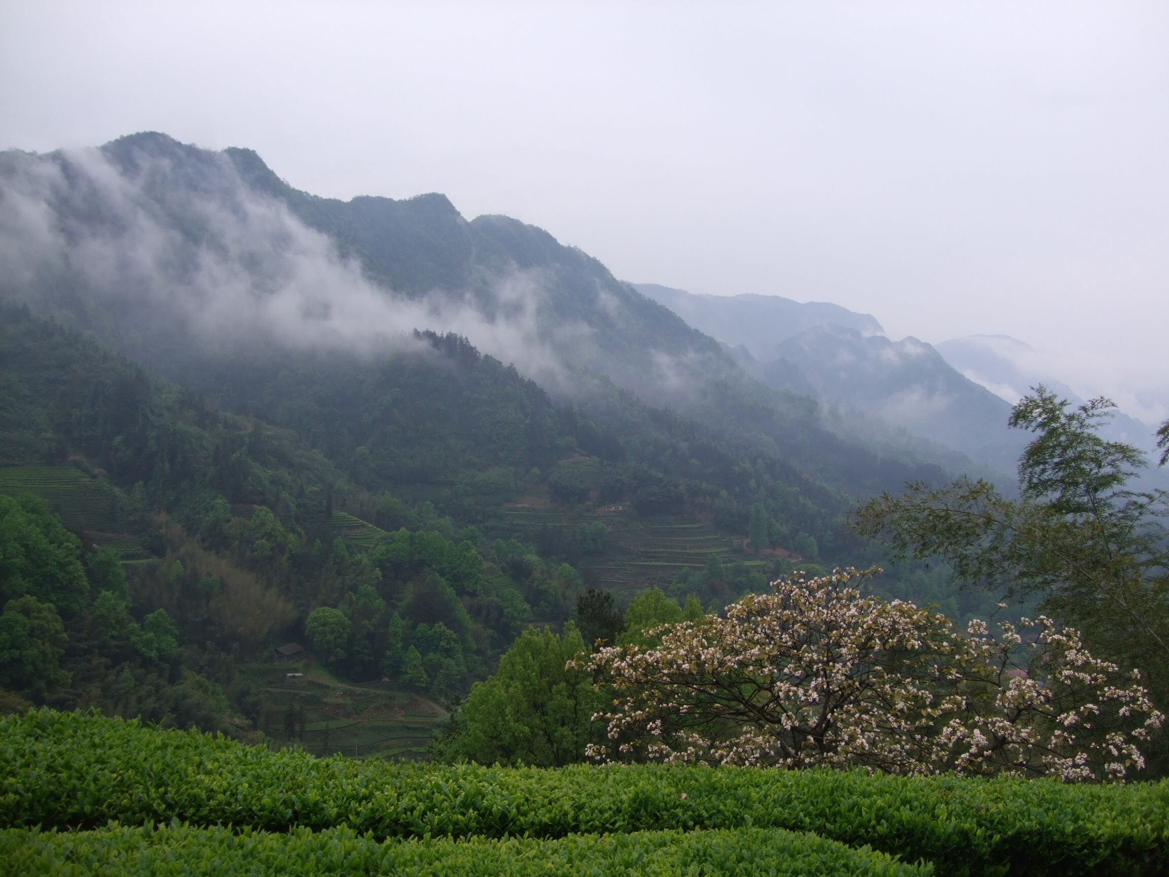 Taiwan_VerLeaf Teas Imported_VeriLeaf Eastrise 9 Clouds _ Mist (Yun Wu) over tea gardens DSCF4675.JPG
