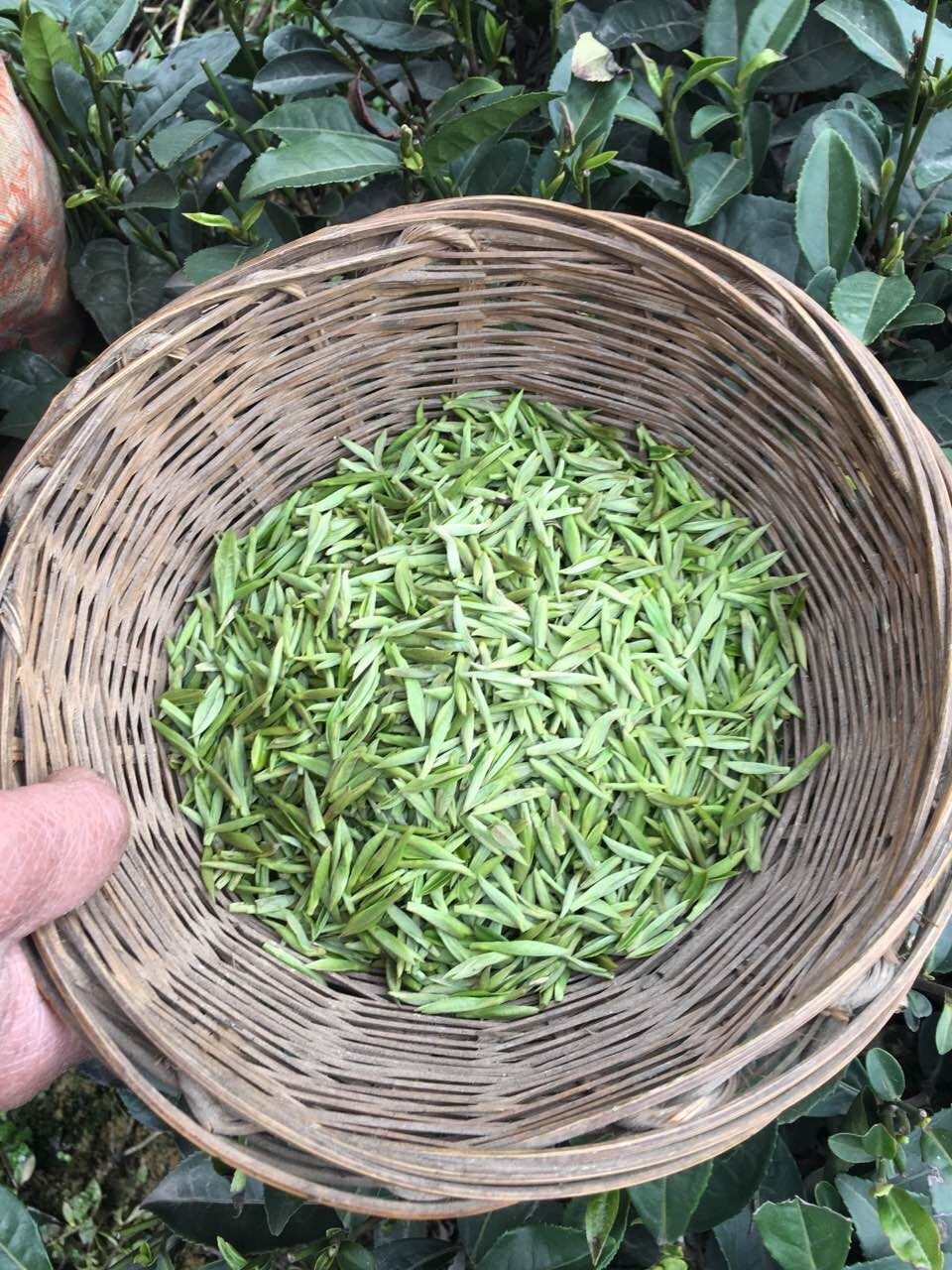 Taiwan_VerLeaf Teas Imported_VeriLeaf Eastrise 8 Early spring precision plucking, single bud green tea All Bud Teas in Basket.jpg