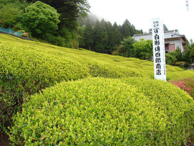 Japanese teas_DSC00546.jpg