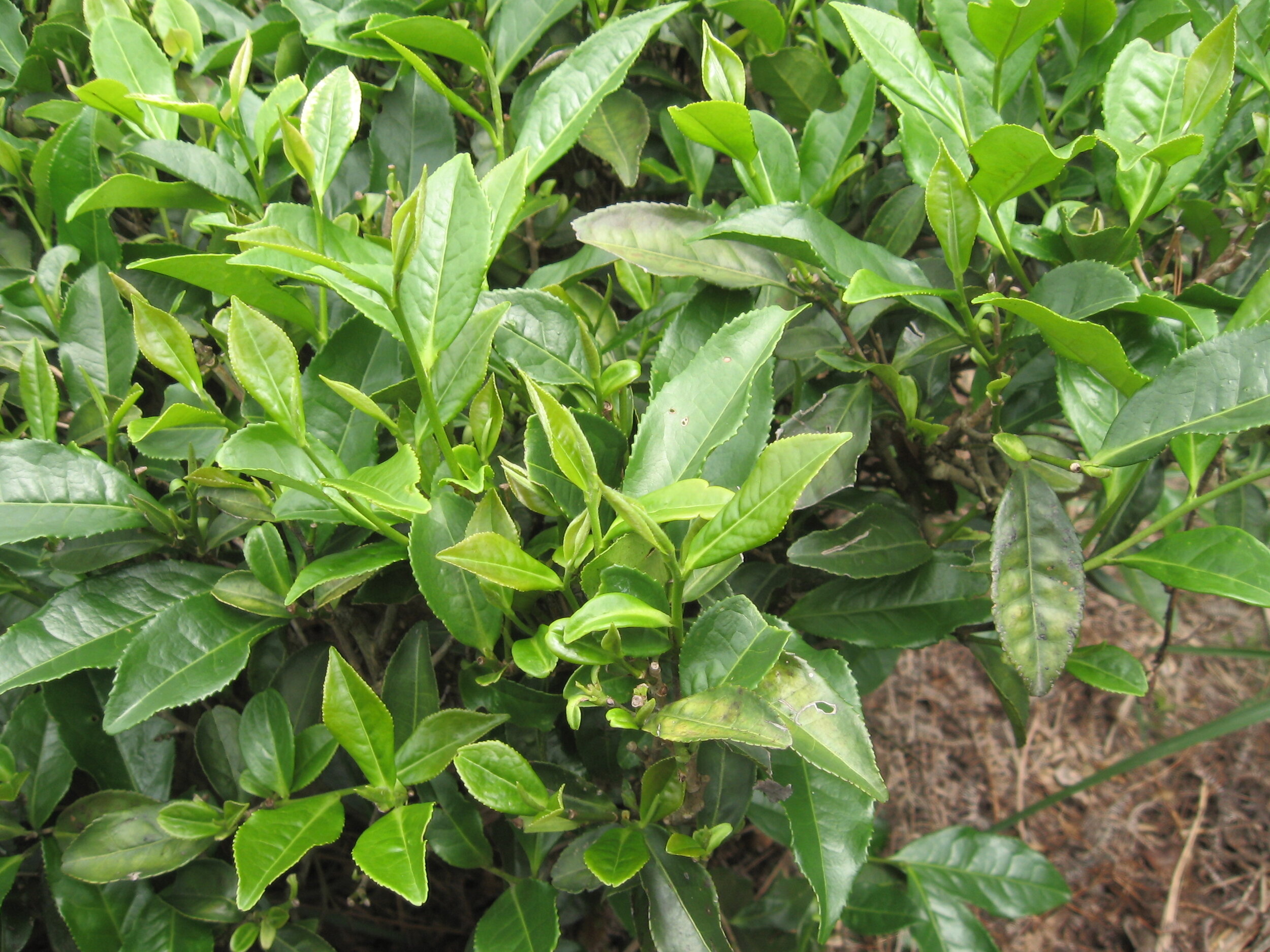 CHINA_VL-E 101 White Tea Da Bai cultivar, Fuding, Fujian 7.03.JPG