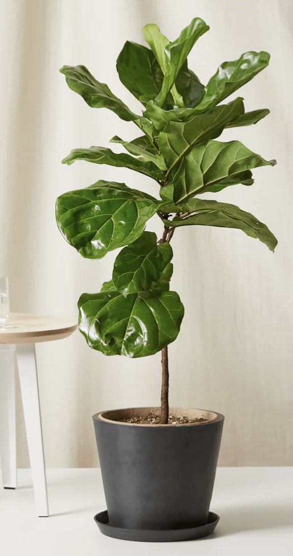 Fiddle Leaf Fig - reference only