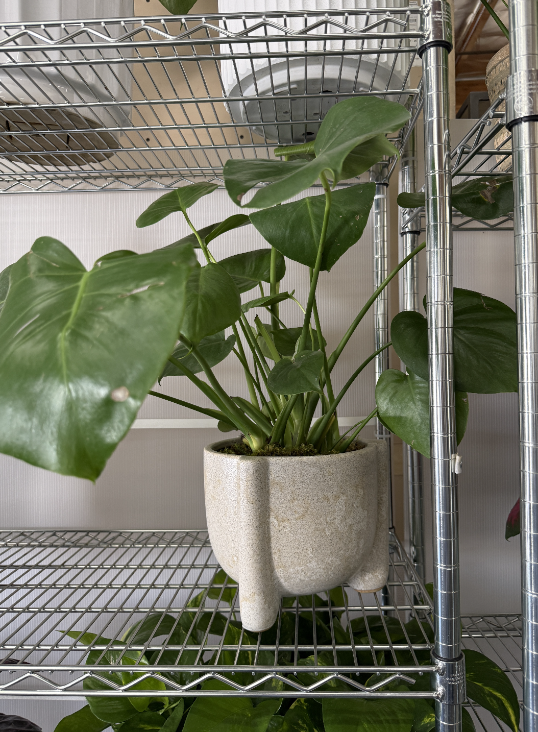 small PLANT