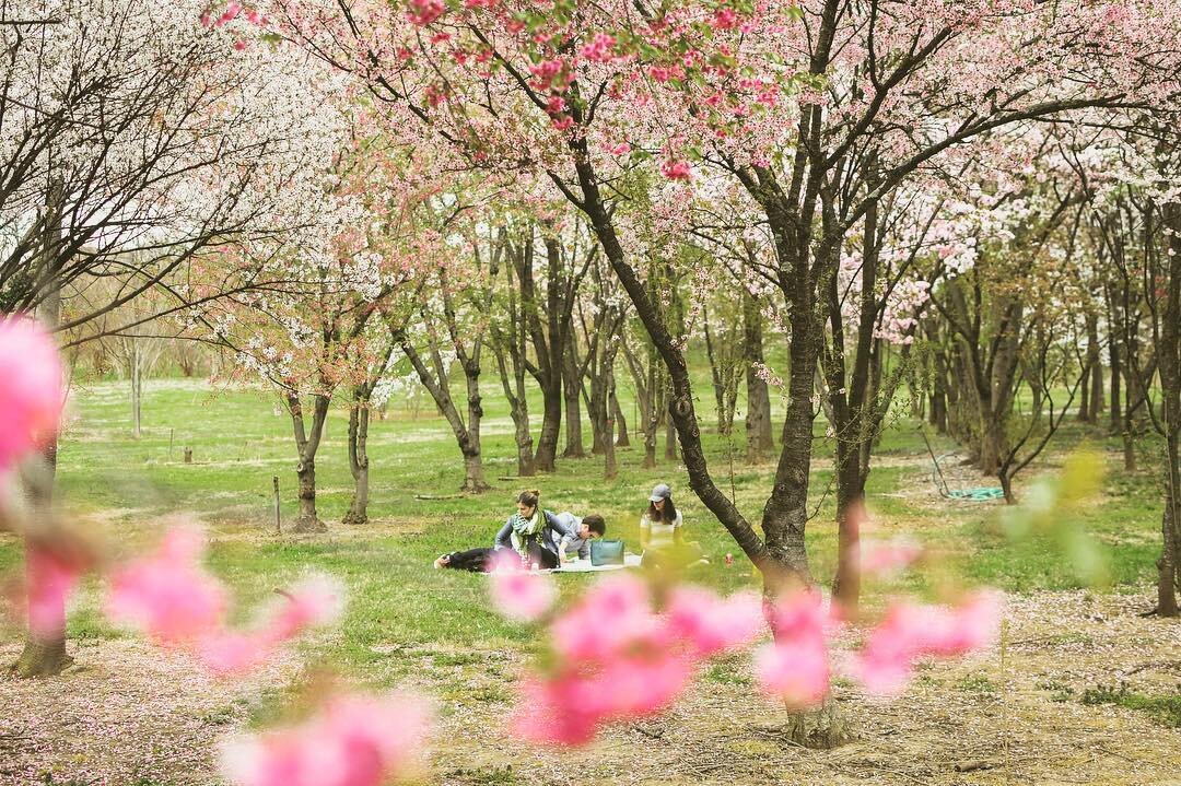 This weekend was a lot of sunshine and blossoms. We found a pretty good lounge spot for reading on a Sunday afternoon. .
.
.
.
#dc #washingtondc #cherryblossom #igdc #nationalarboretum #mydccool @kzegs88 @jenmmock