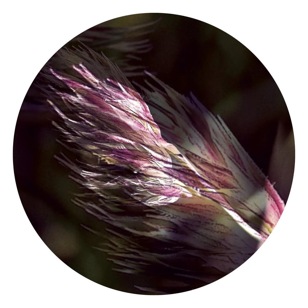 Massa, The Alchemical Theory, Arnaud Le Texier - XV | 2 [Affin]