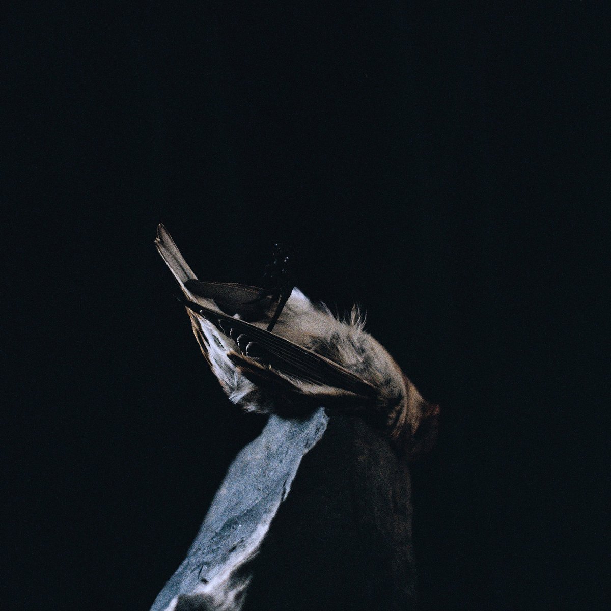 Blazej Malinowski in collaboration with Neel, Claudio PRC, Milena Glowacka, Svreca - Are We All Alone or Just Overwhelmed? [Inner Tension]
