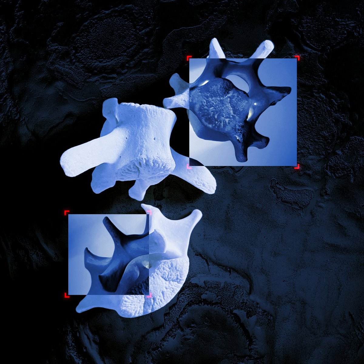 Assimilated - Totem Collapse