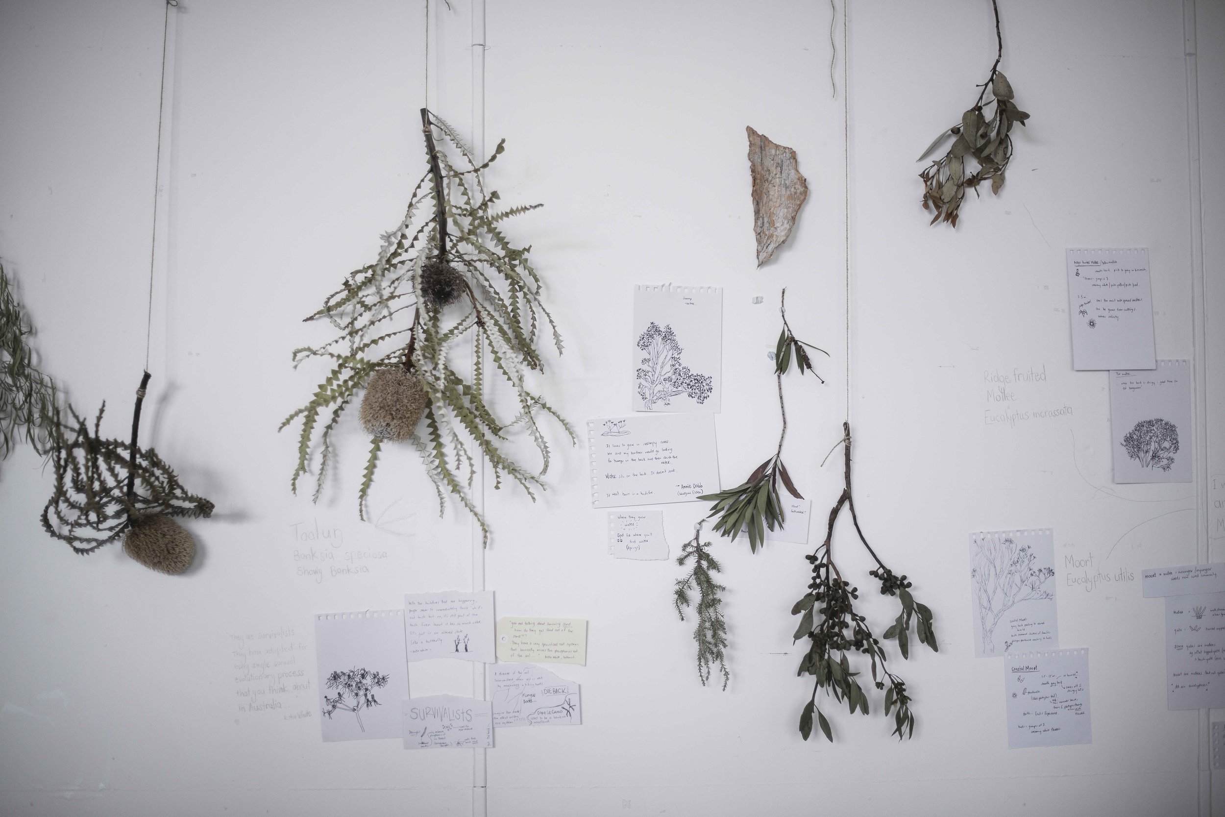 Tree Listening Residency at Cannery Arts Centre. Photography by Dan Paris.