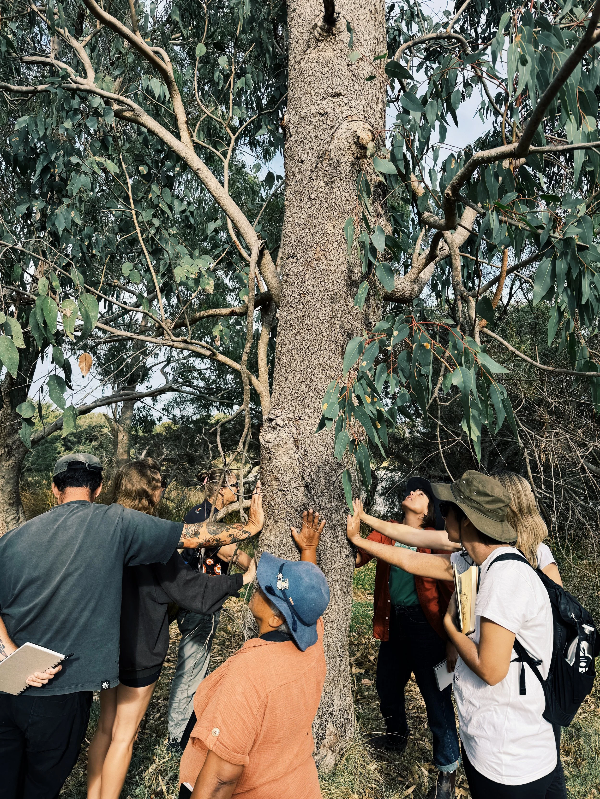 Tree Walk & Draw as part of residency at Cannery Arts Centre. Photography by Katie Witt.