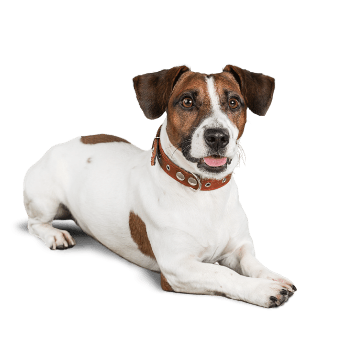 How Often Should I Feed My Dog Lecker Bites how-often-should-i-feed-my-dog-lecker-bites