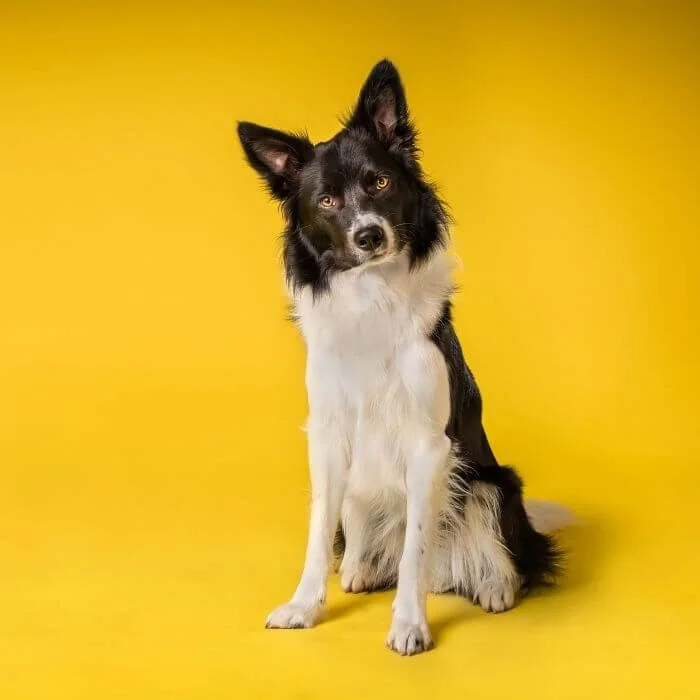 What Does a Yellow Ribbon on a Dog Mean? — Lecker Bites