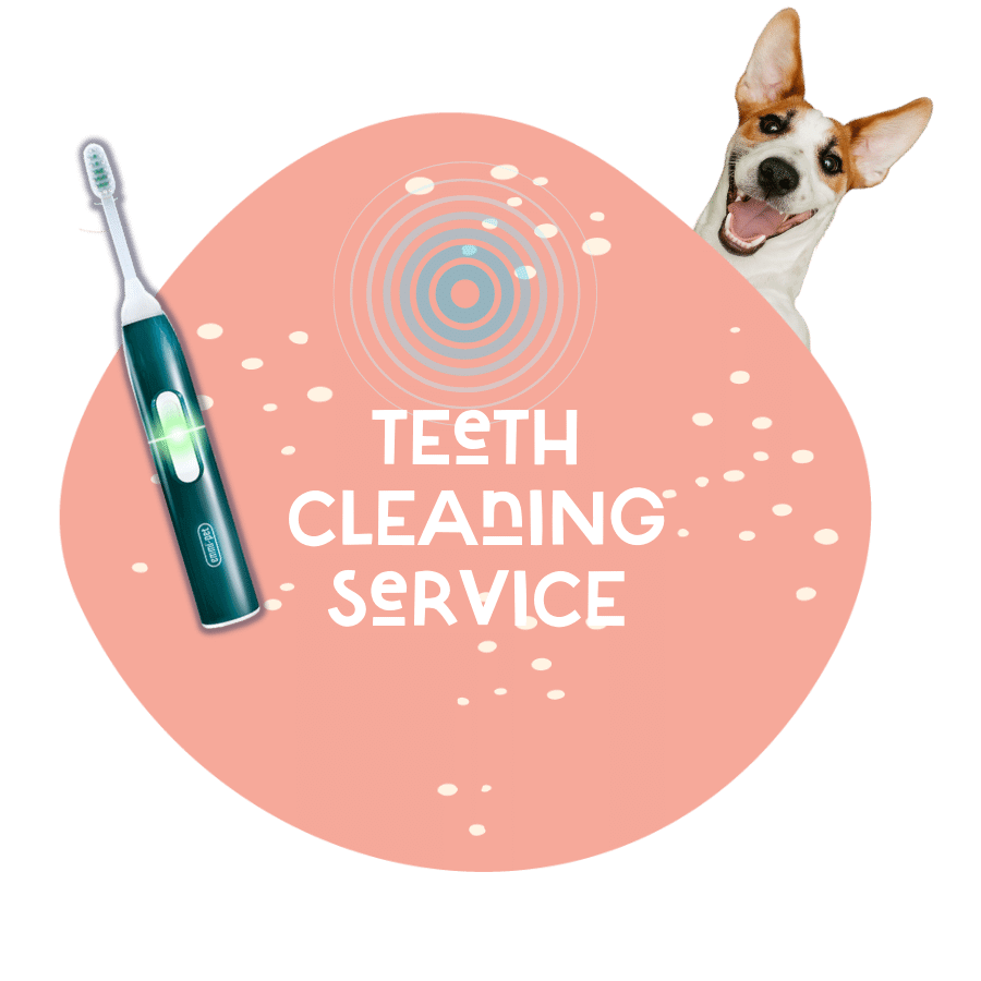 Silloth Ultrasonic Teeth Cleaning Service — Lecker Bites