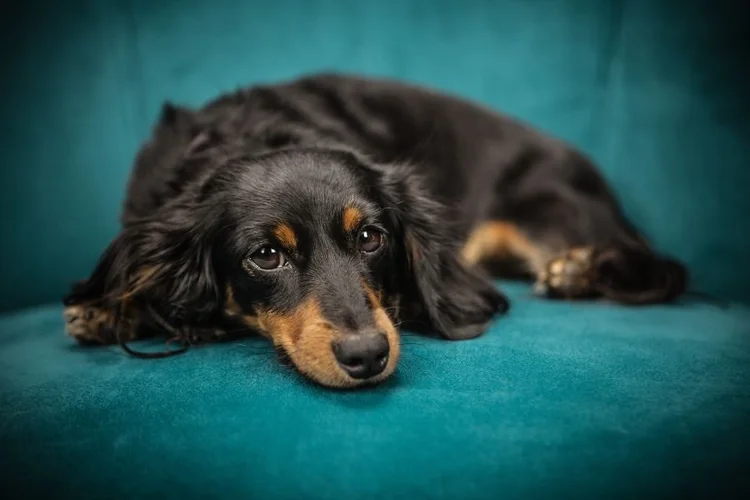 Best Dog Food For Healthy Coat Updated 2024 — Lecker Bites