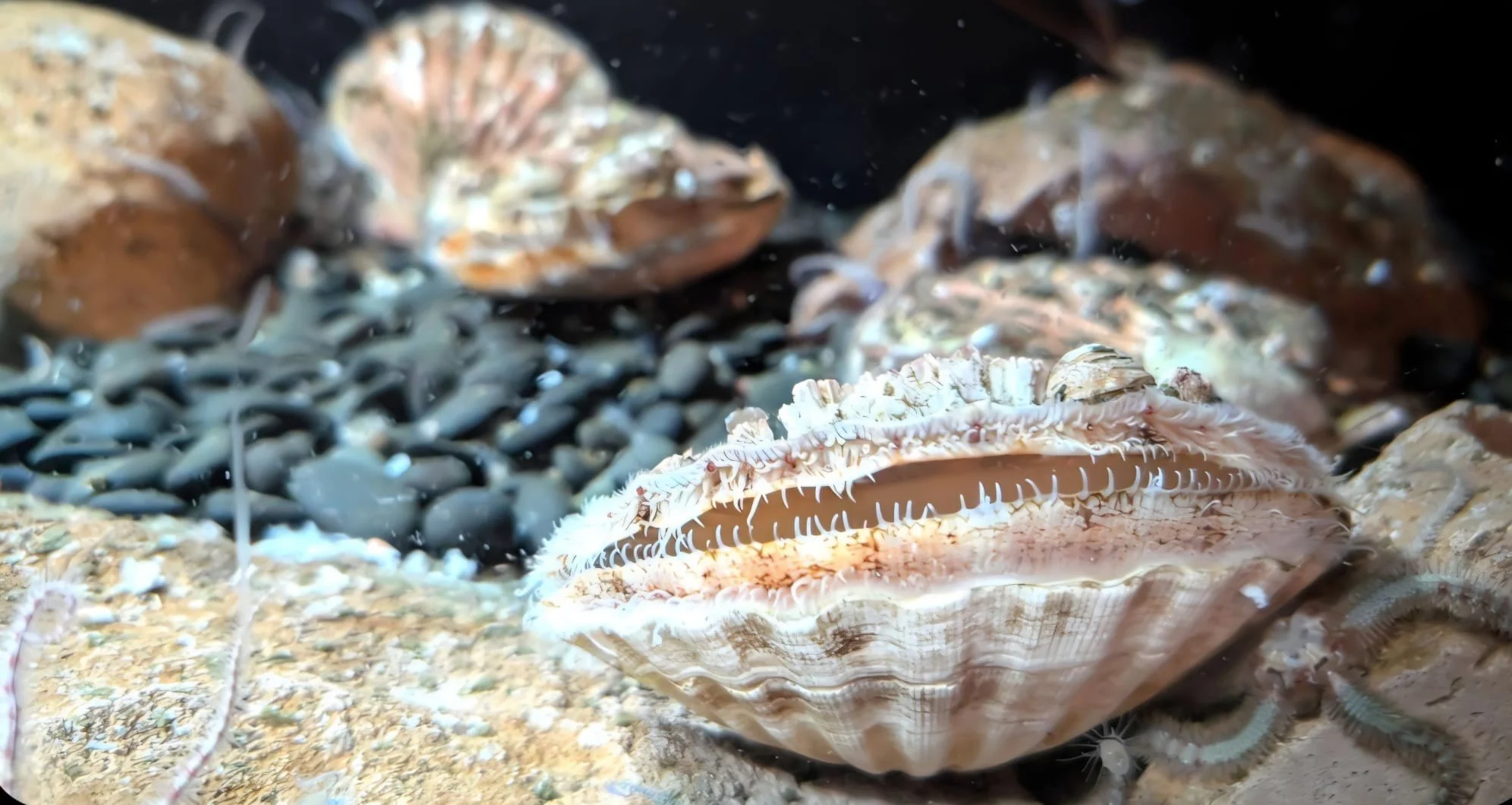 Scallops for Dogs &amp; Cats — and Why This Ocean Delicacy Is So Special</span>