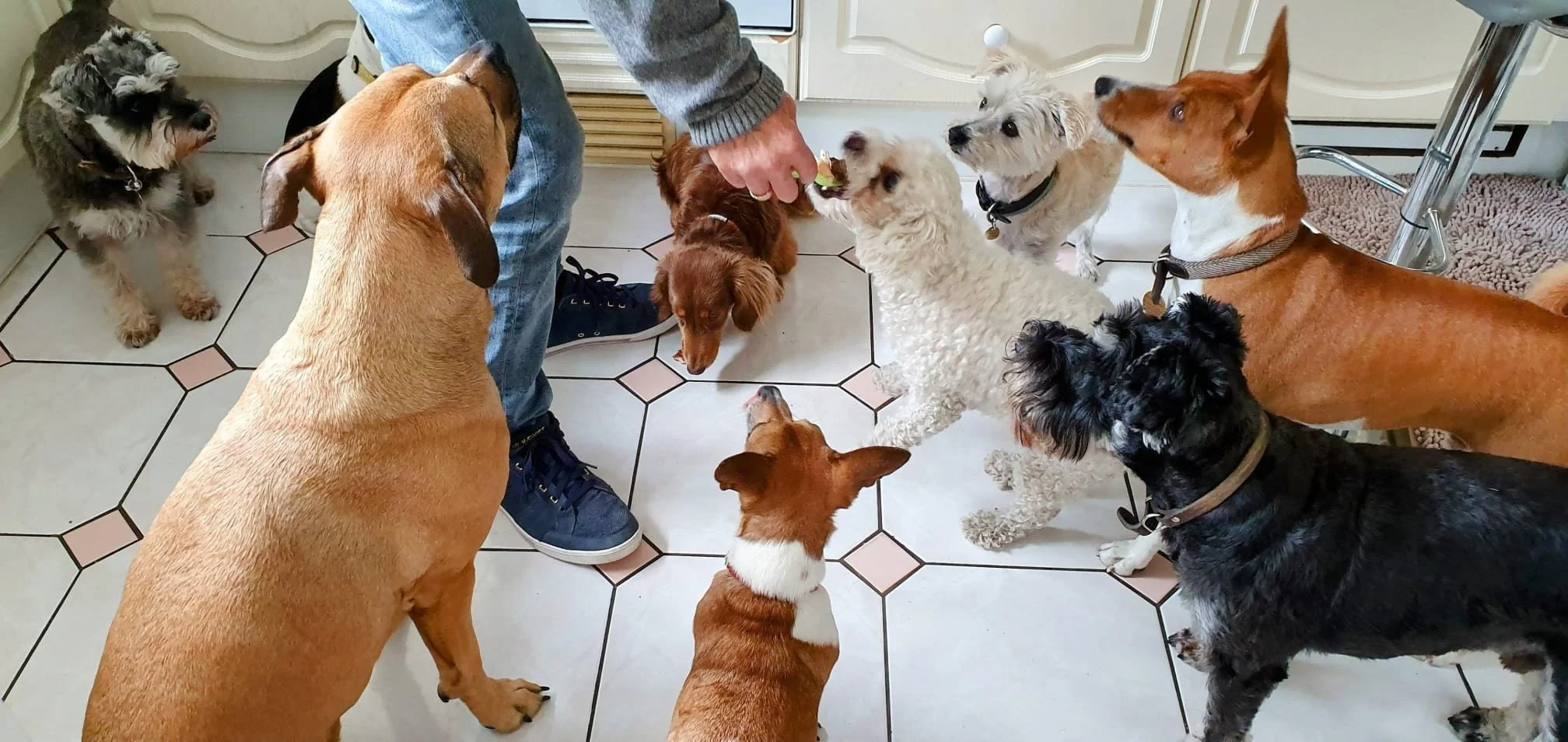 Novel Proteins for Dogs – Why Rare Meats Help Sensitive &amp; Allergic Dogs</span>