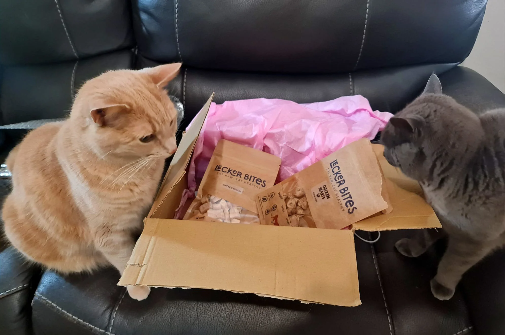 My Cat Won’t Eat – 7 Healthy Tricks for Picky Cats