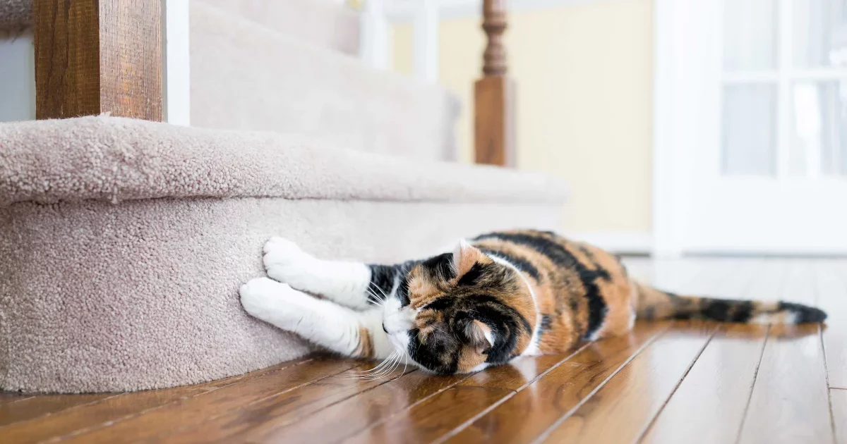 Why Is My Cat Suddenly Scratching Everything?