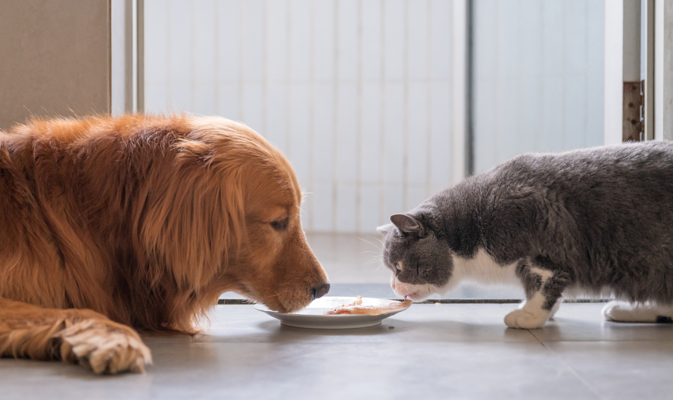 The Psychology Behind Picky Dogs &amp; Cats: Why Your Pet Rejects Treats (And How to Find What They’ll Actually Love)