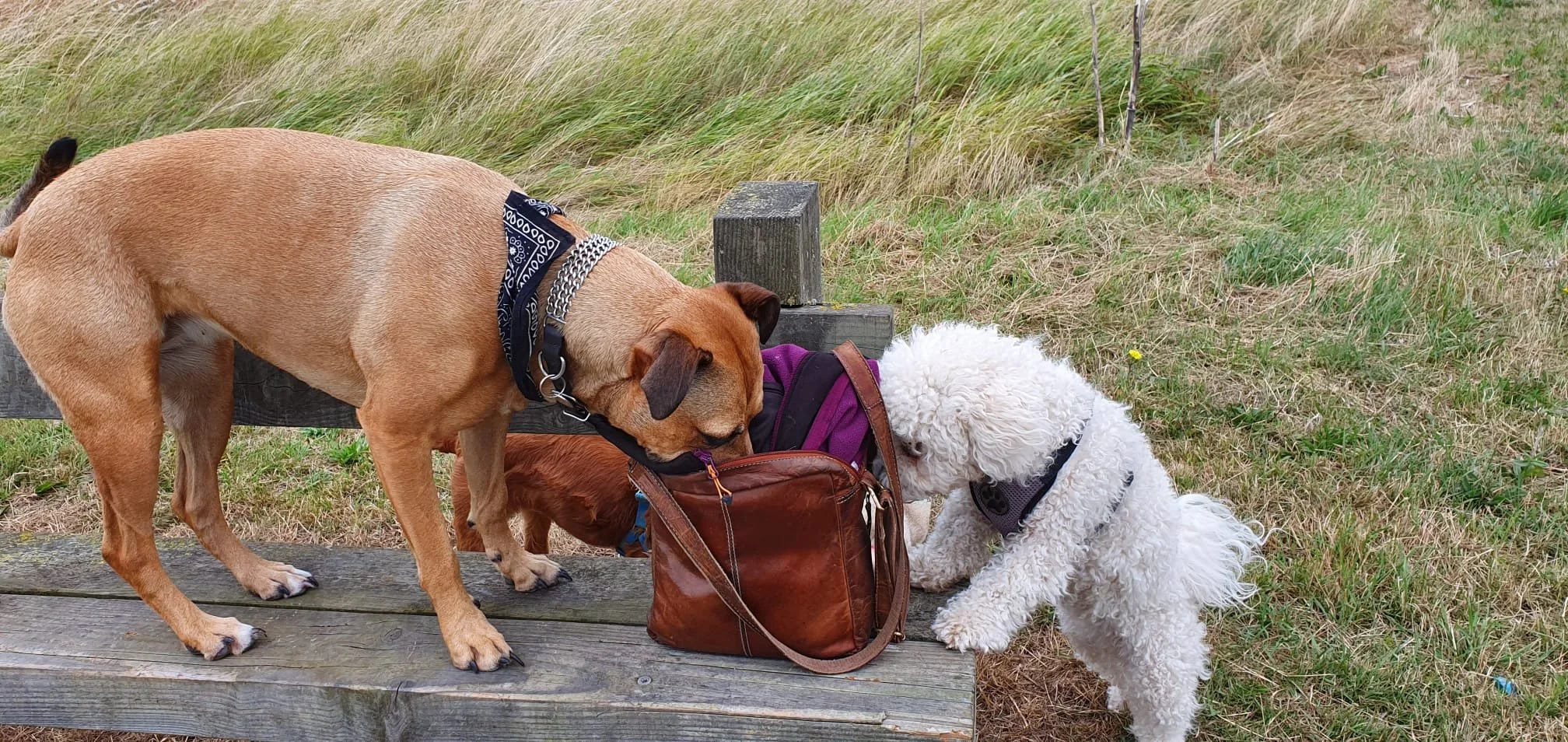 The Hidden Stress of Loving a Pet – The Worries We Rarely Talk About