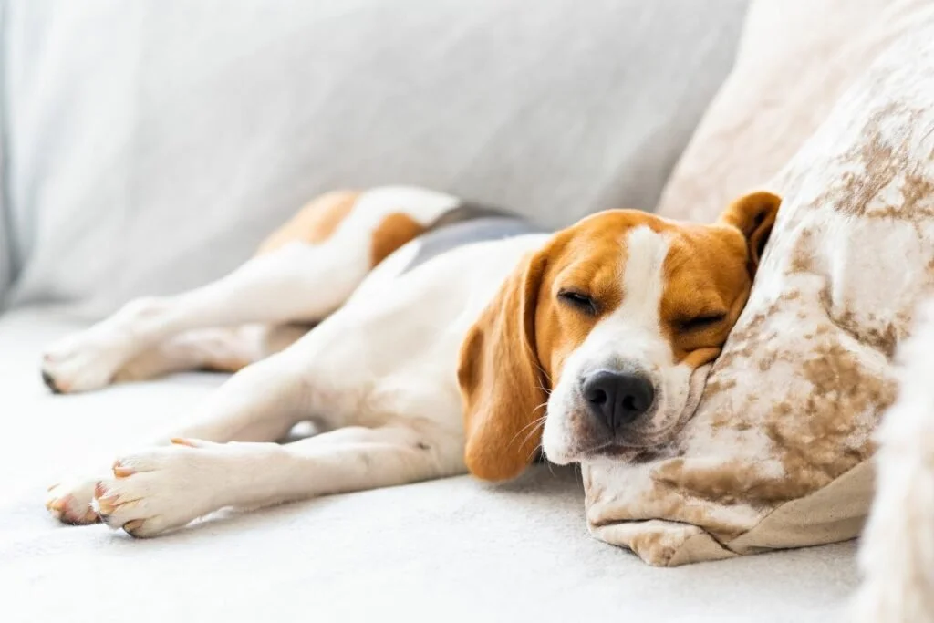 Is Your Dog Actually Happy… or Just Coping?