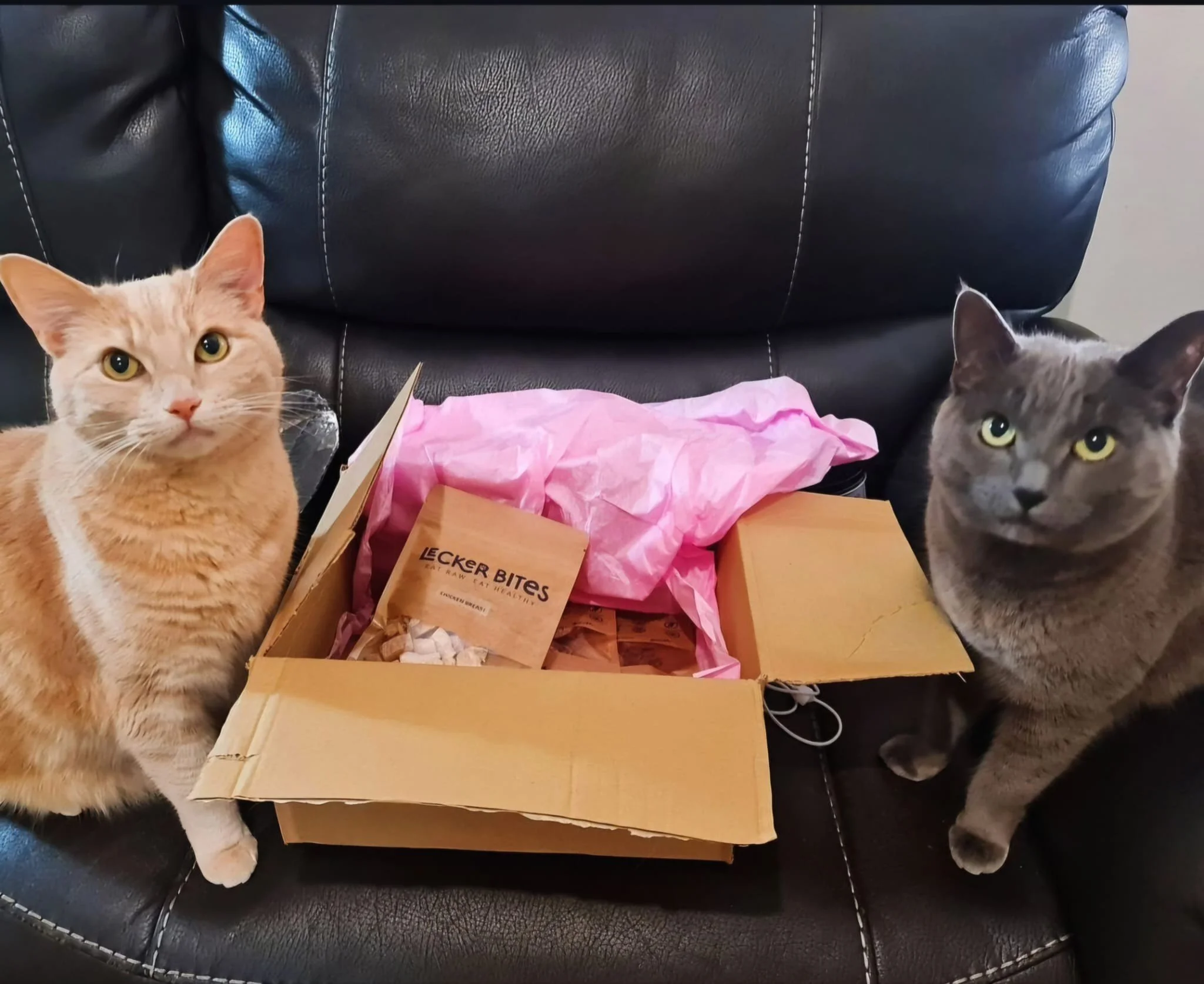A calm, healthy cat sitting next to a jar of Lecker Bites functional treats