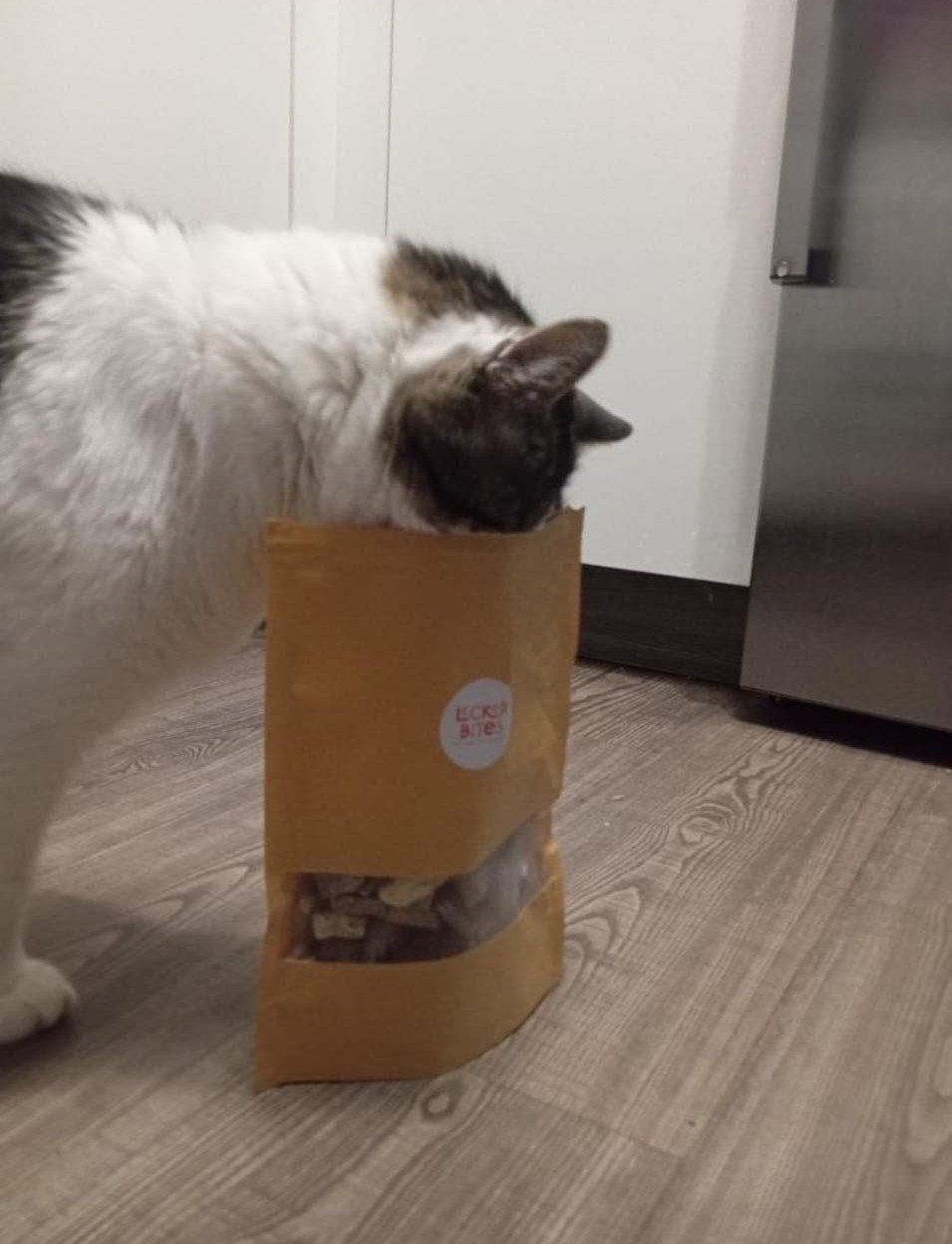 A calm, healthy cat sitting next to a jar of Lecker Bites functional treats